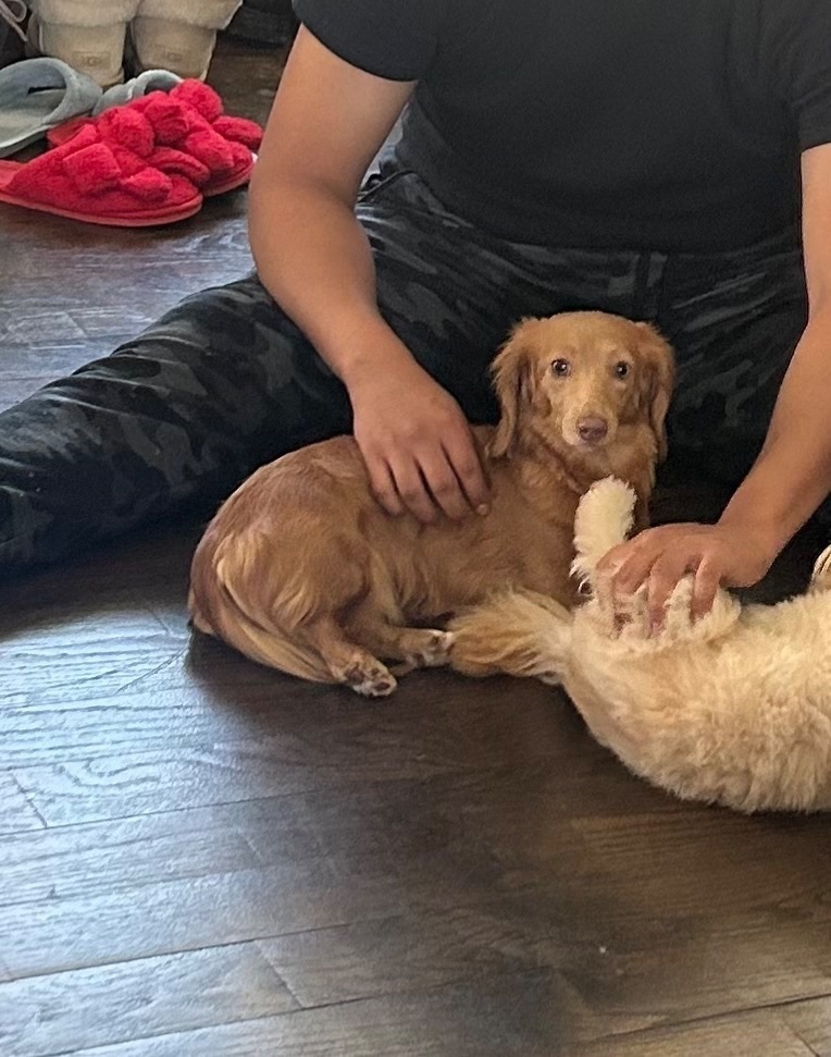 Lost Goldish Brown Dog in West Haven