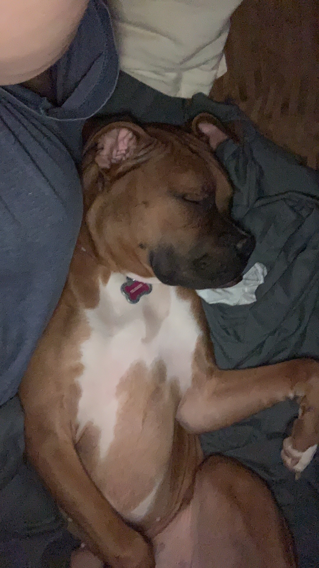 Lost Dog: Friendly, Docked Tail - Salem