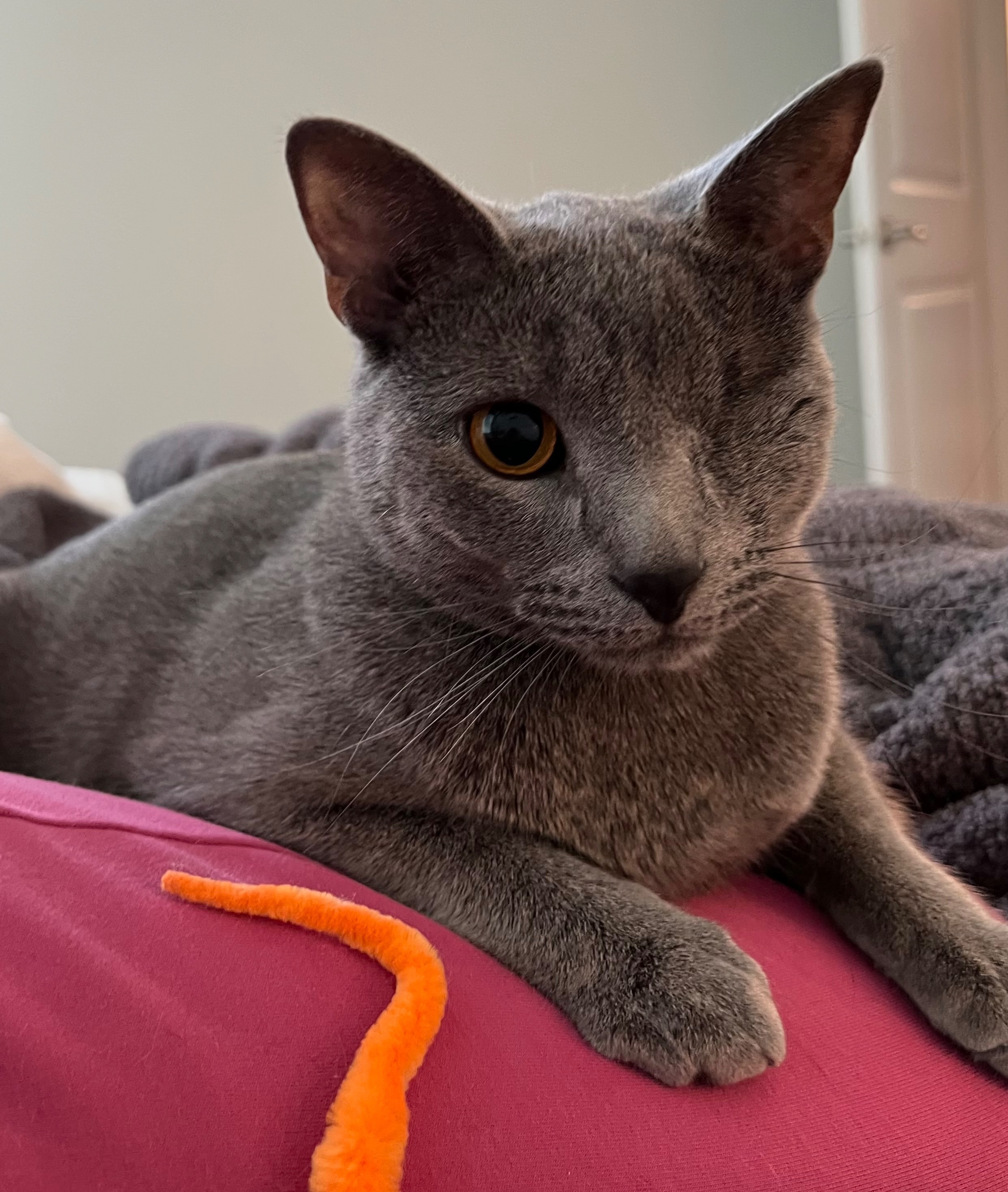 Missing Russian Blue Cat in Rochester Hills