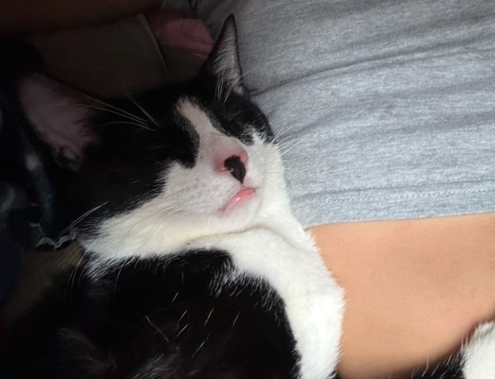 Lost Tuxedo Cat: Oreo Needs Your Help!