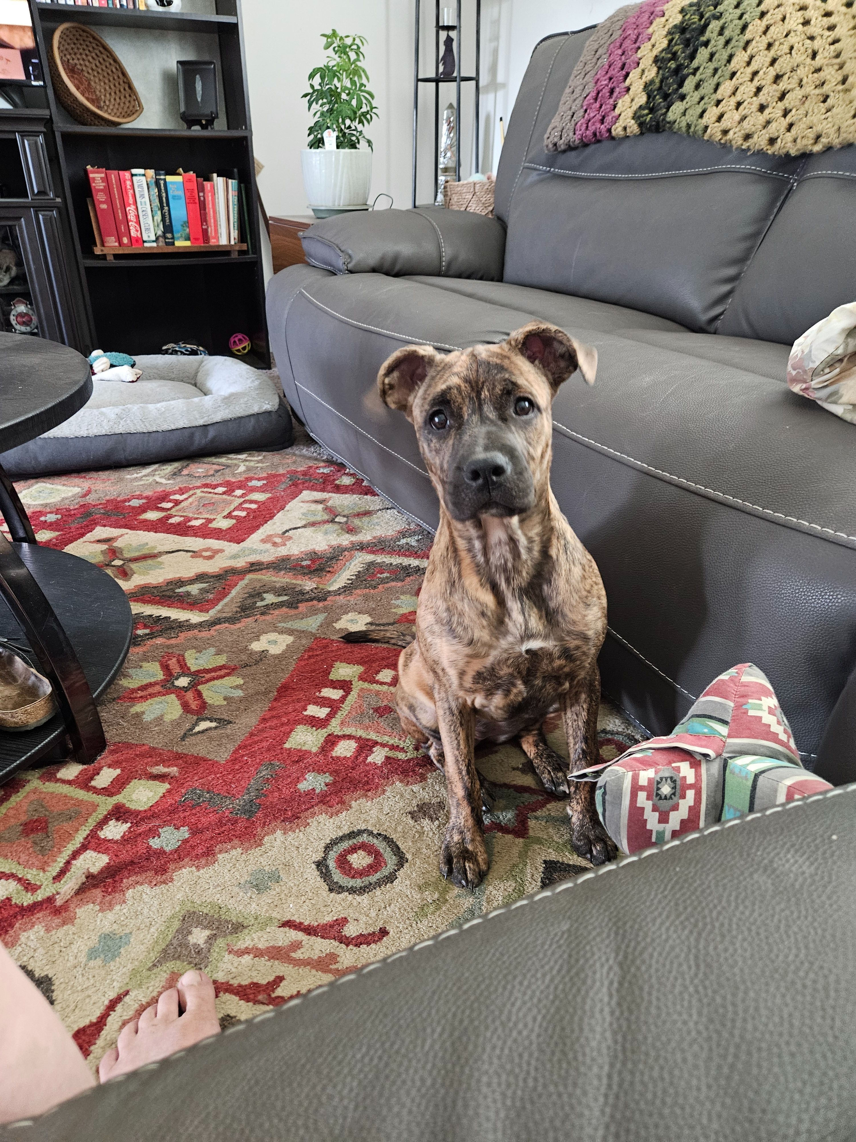 Lost Puppy: Nova Missing in Calhoun