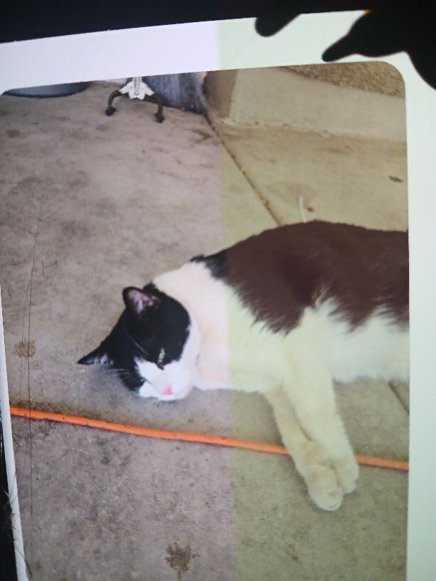 Lost Black & White Cat: Loud M...
