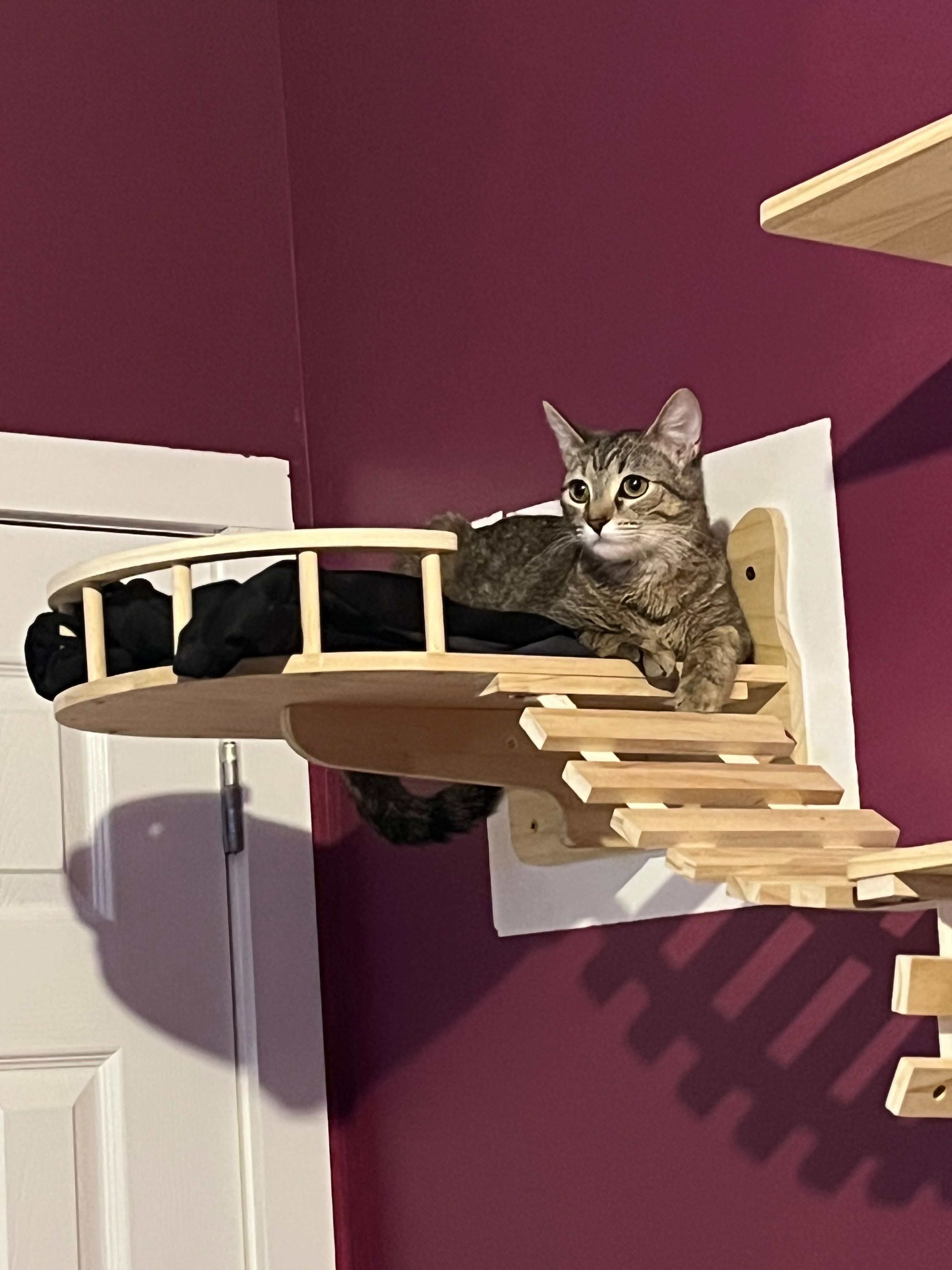 Lost Cat: Molly, Brown/Black, 64th St