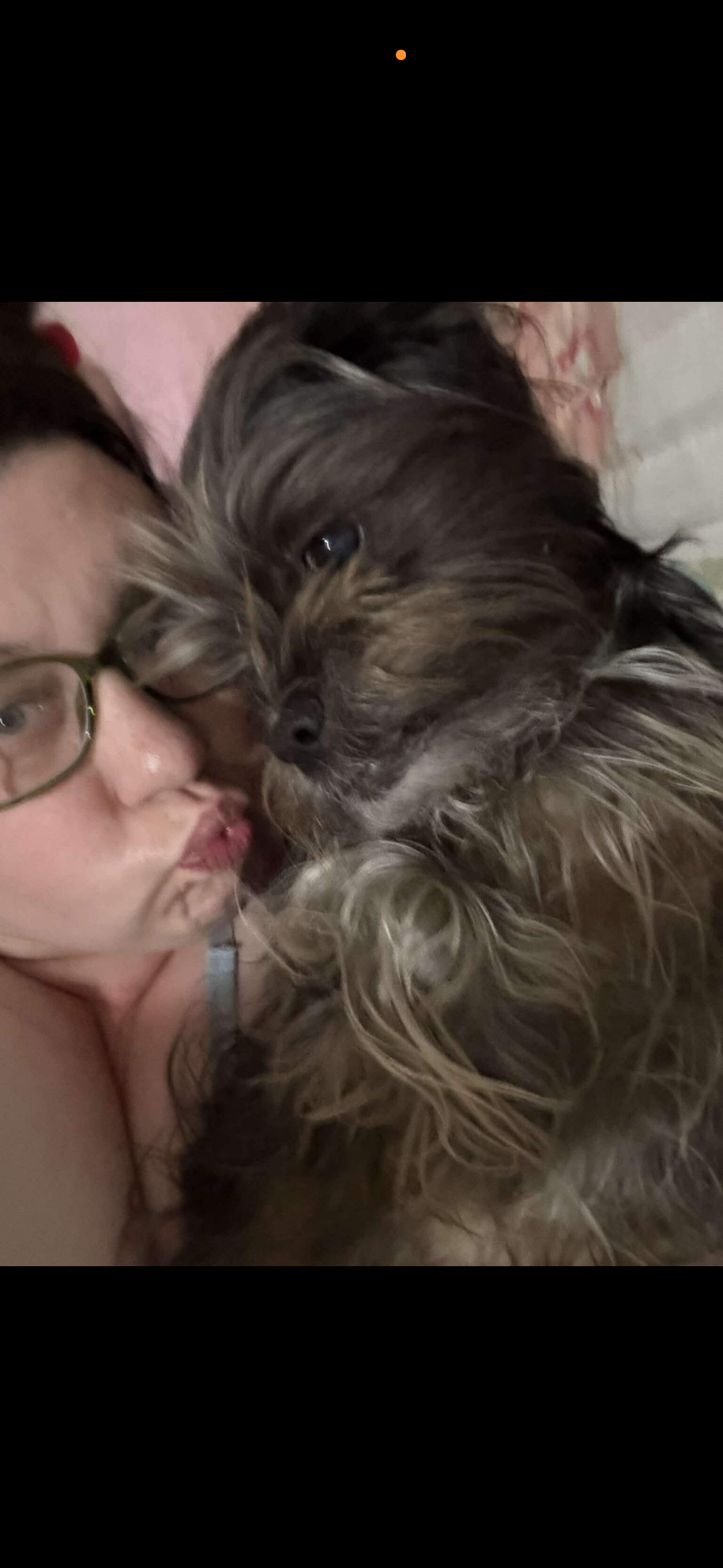 Lost Friendly Dog Near Alfaretta Ave, Akron