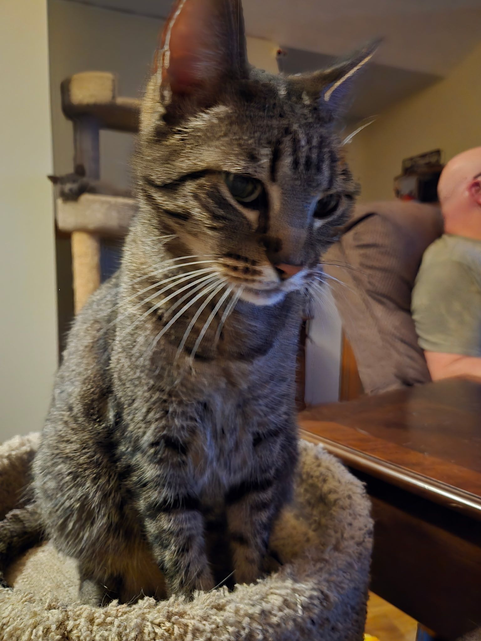Lost: Brown Tabby Cat Named Pike