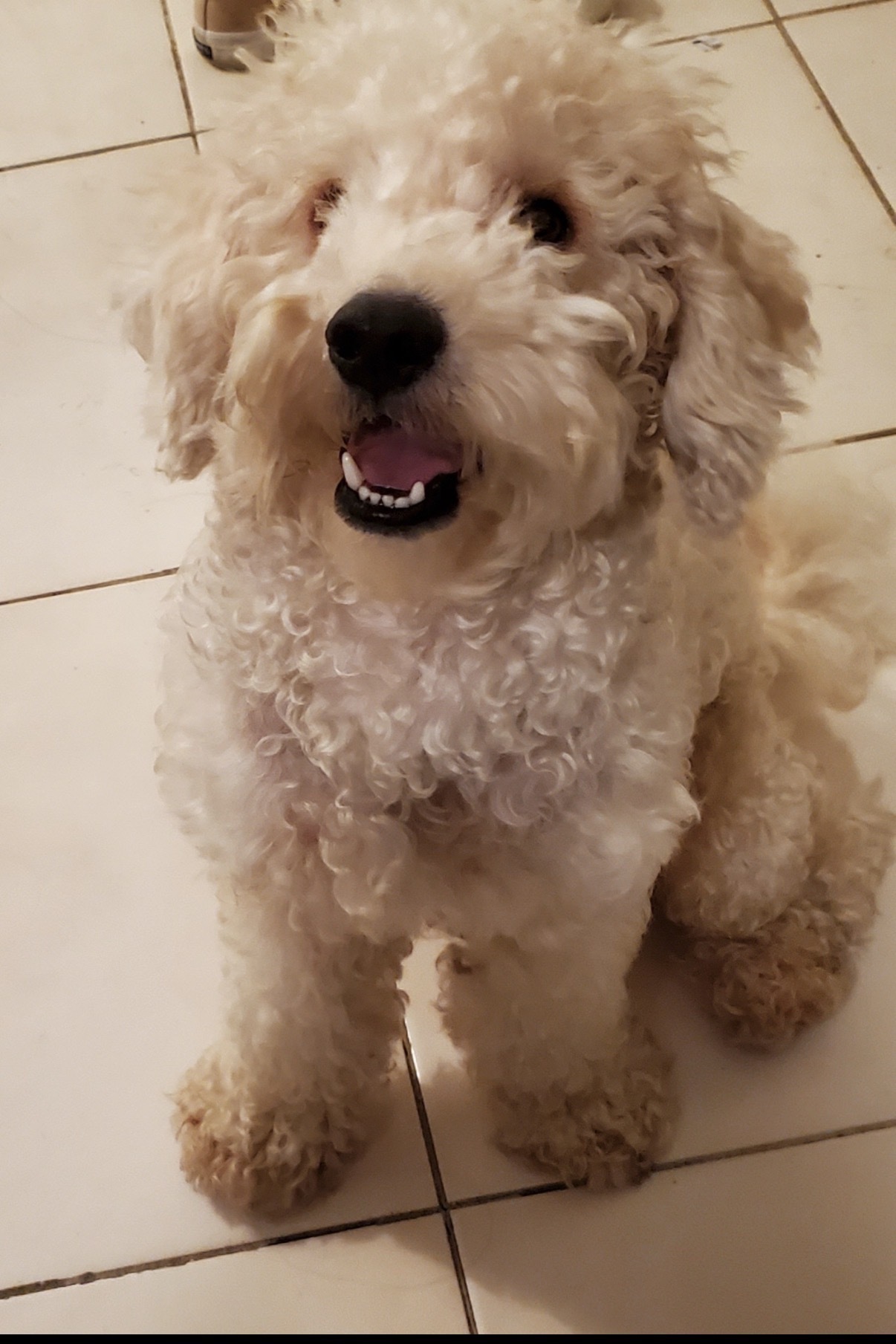 Lost Dogs: Panchito & Max in Humble, TX