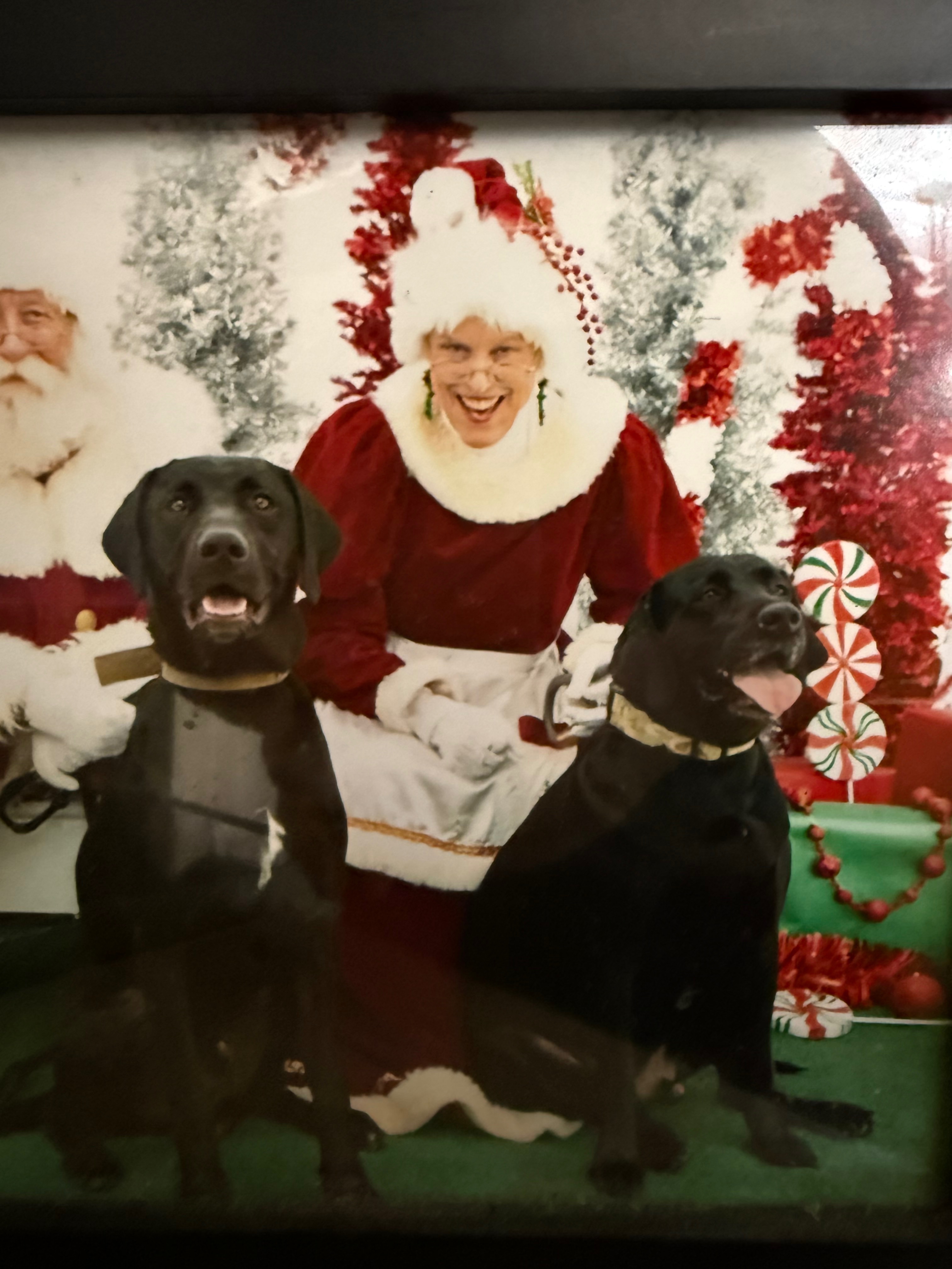 Lost Dogs: Large Black Males in Elgin