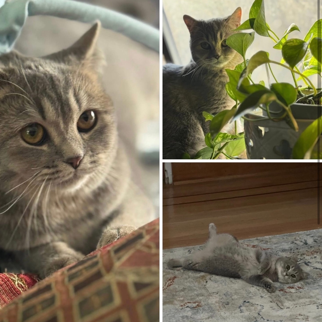 Lost Cat: Escaped from 14th St Brownstone