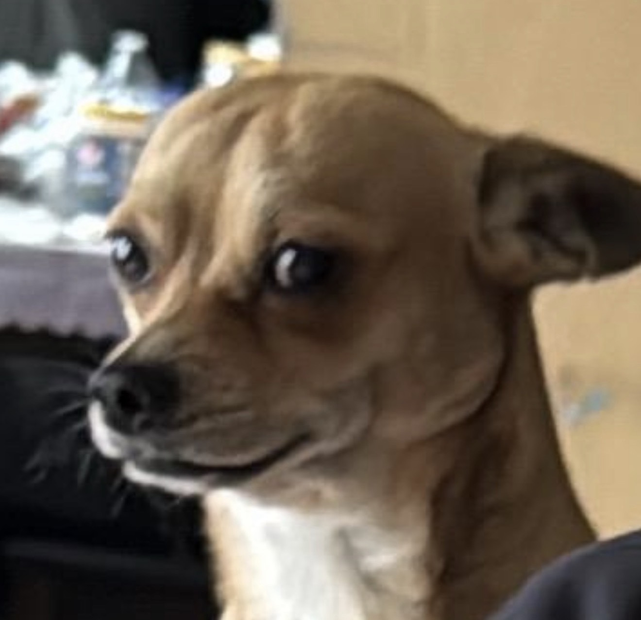 Lost Gold-Haired Dog on Codman St, 33