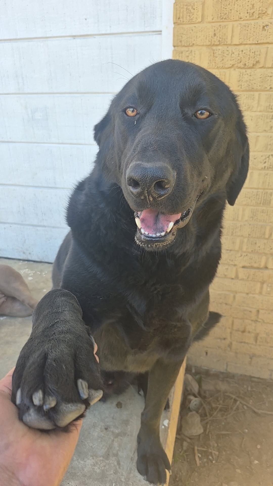 Lost: Large Black Dog, Sweet & Timid