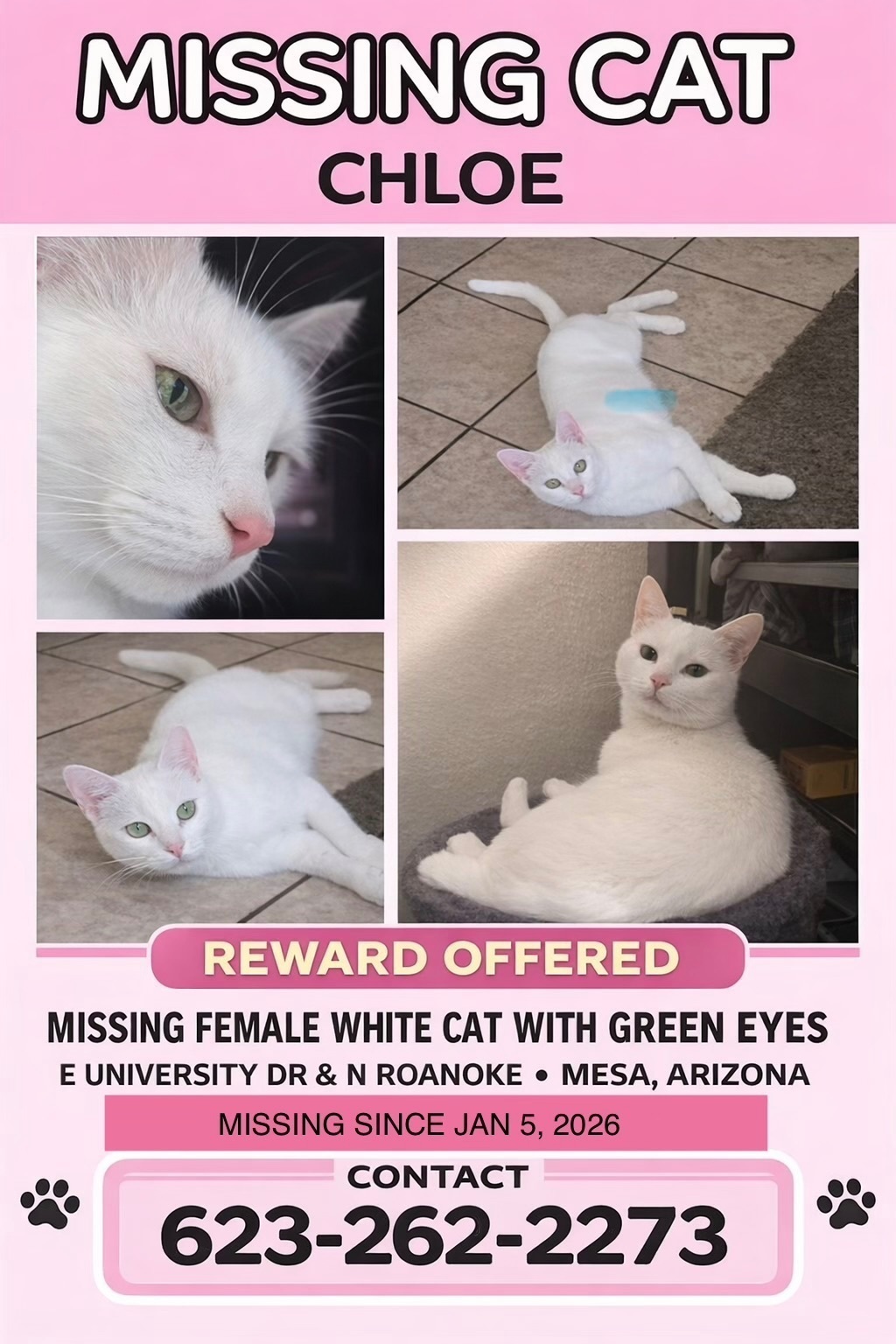 Lost White Cat with Green Eyes in Mesa