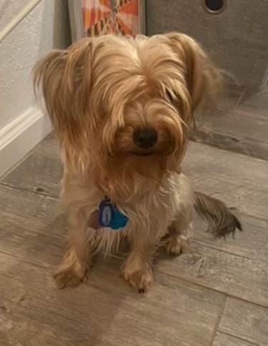 Lost Blonde Yorkie in Cedar Creek