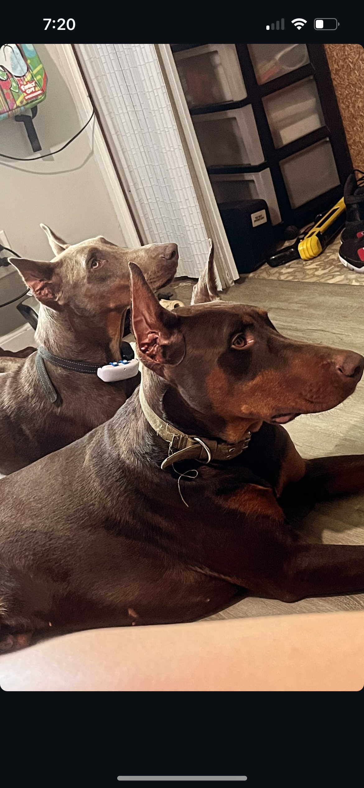 Lost Dog in Saginaw - Contact Owner