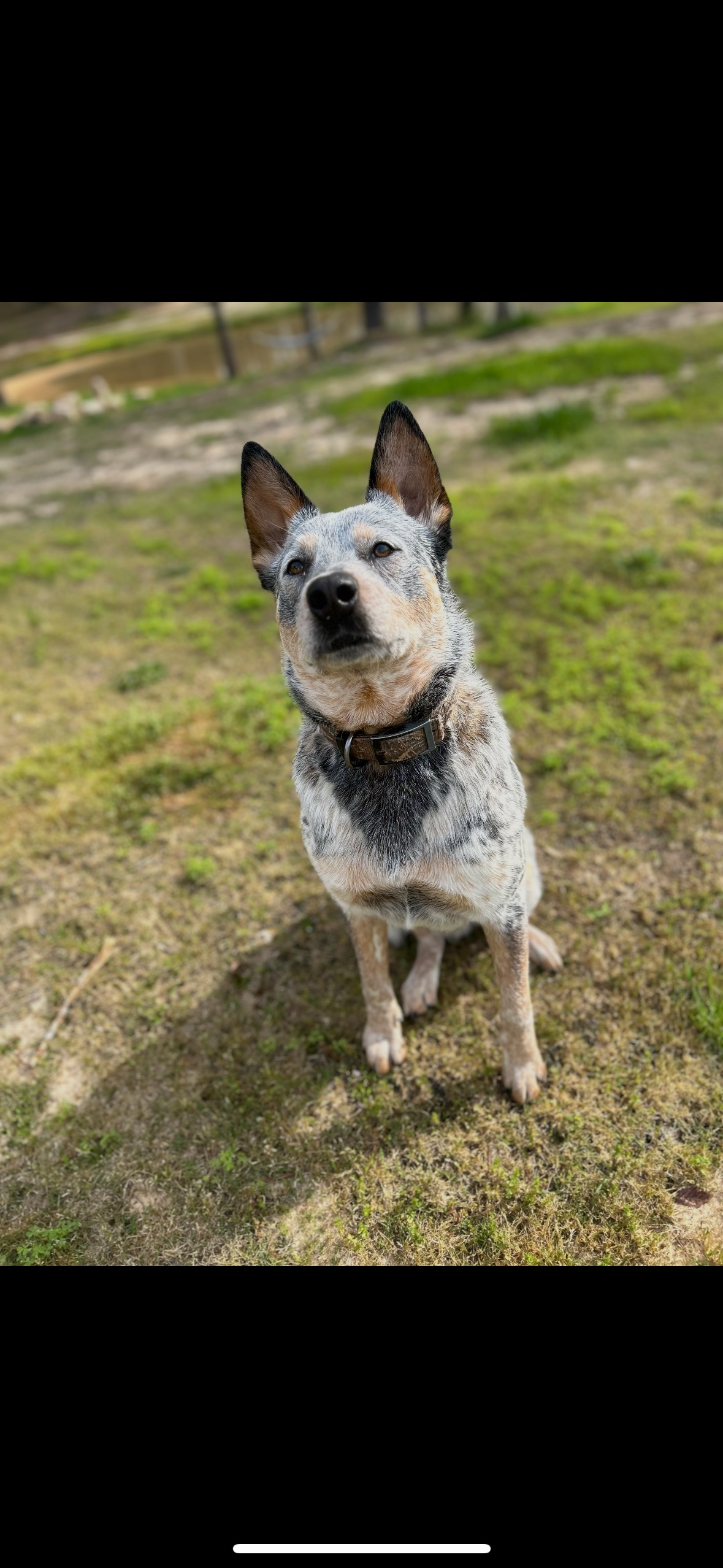 Lost dog, Mississippi State