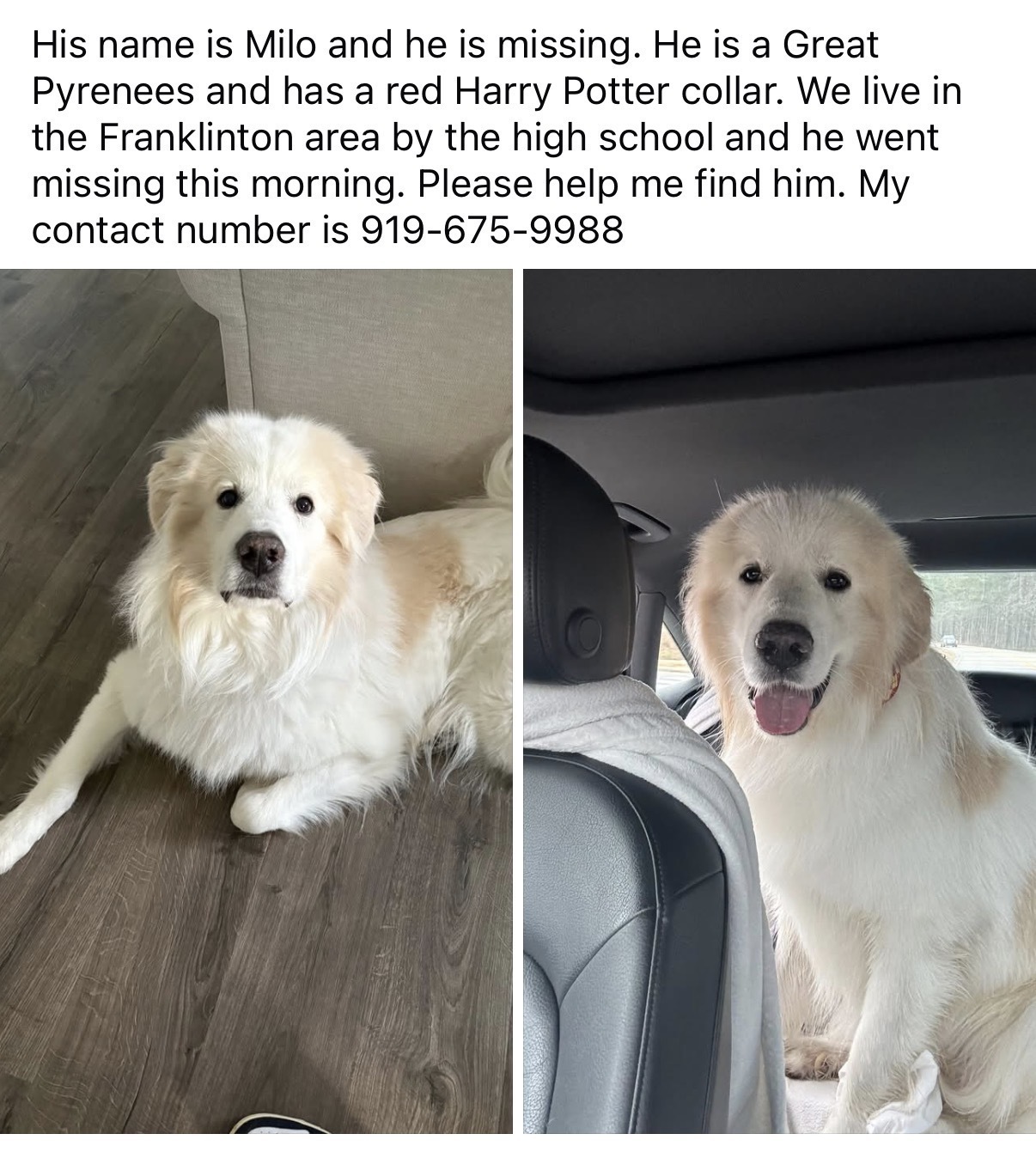 Lost Great Pyrenees in NC: Help Find!