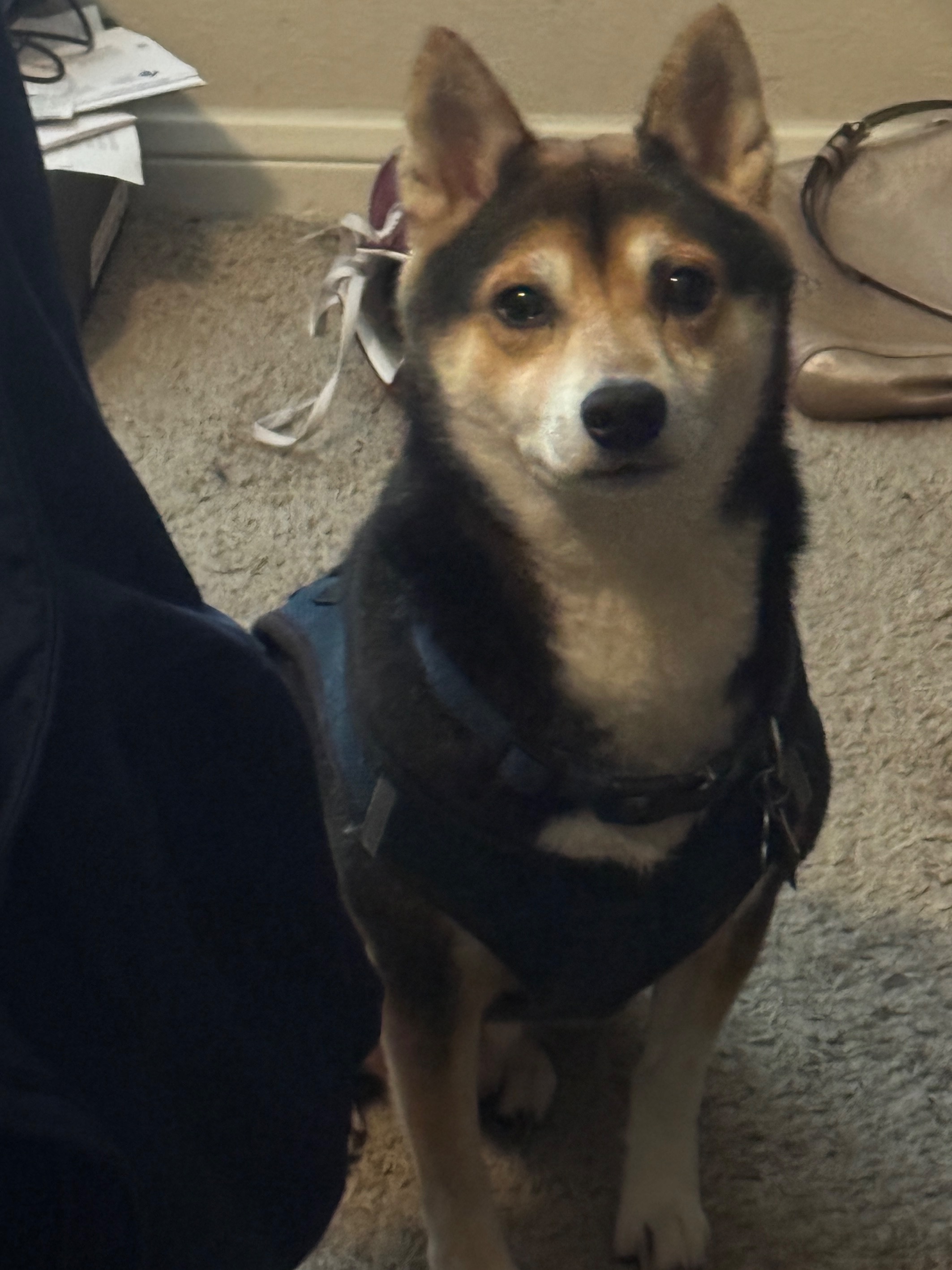 Lost Dog: Black with Brown & White Fur