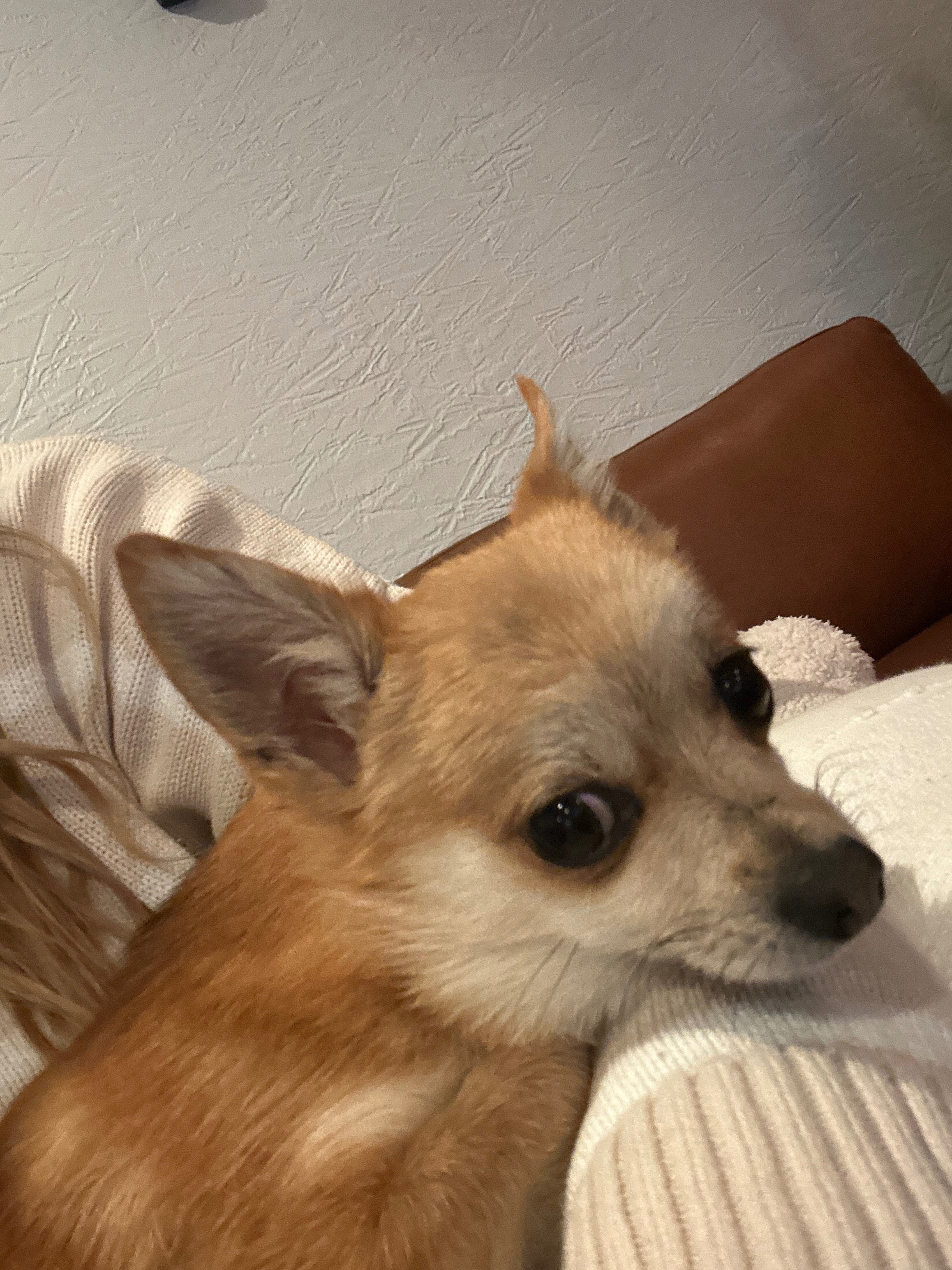 Lost Reddish Blonde Chihuahua Mix - Help!