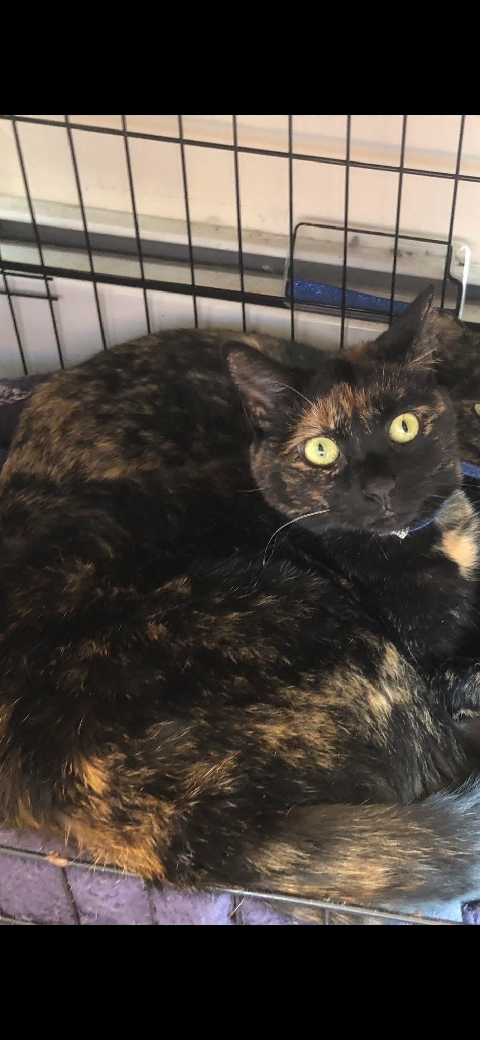 Lost Tortie Cat: Glen Burnie, Houghton Rd