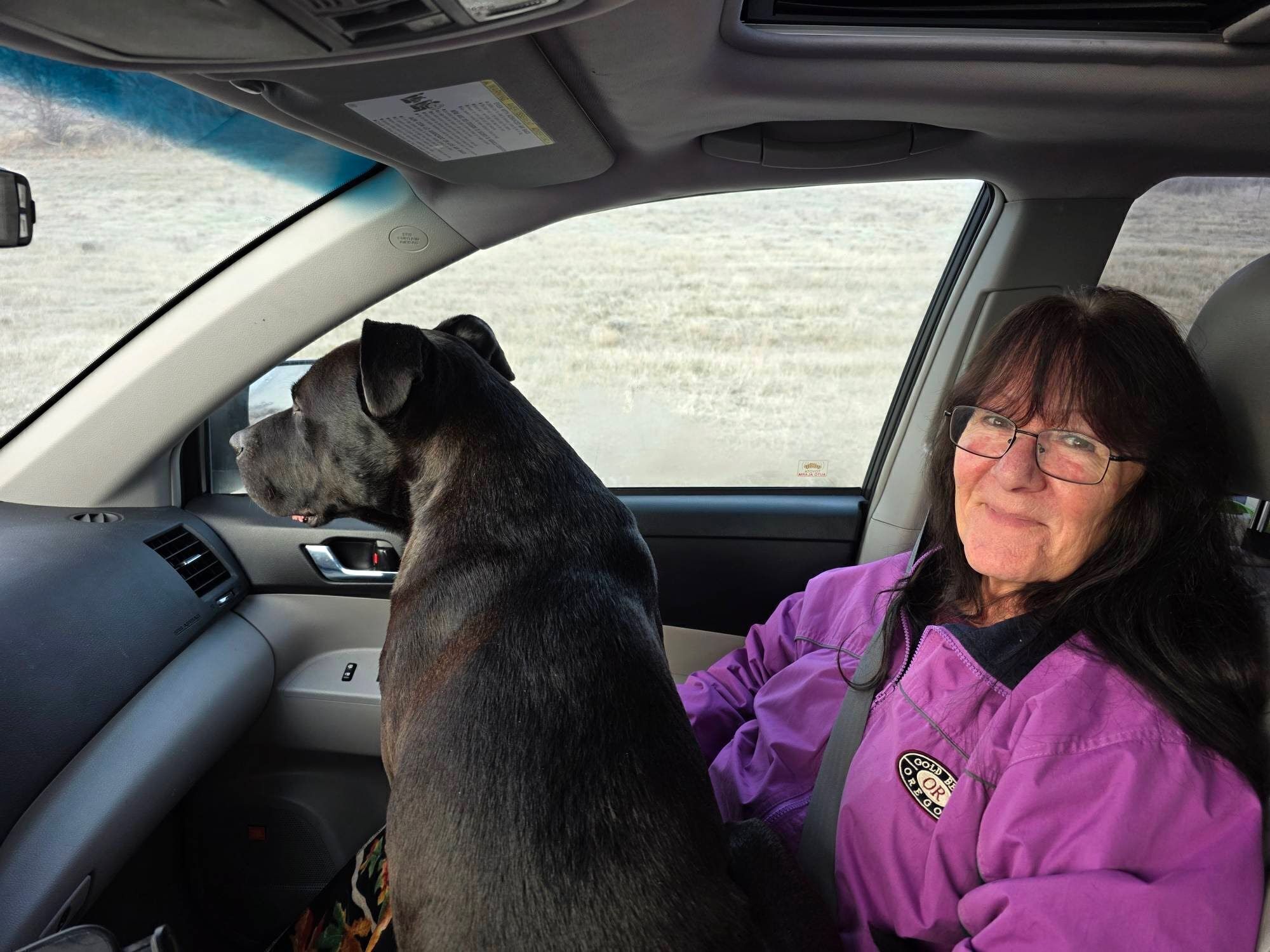 Friendly Dogs Found on I-5: Pit & Frenchie