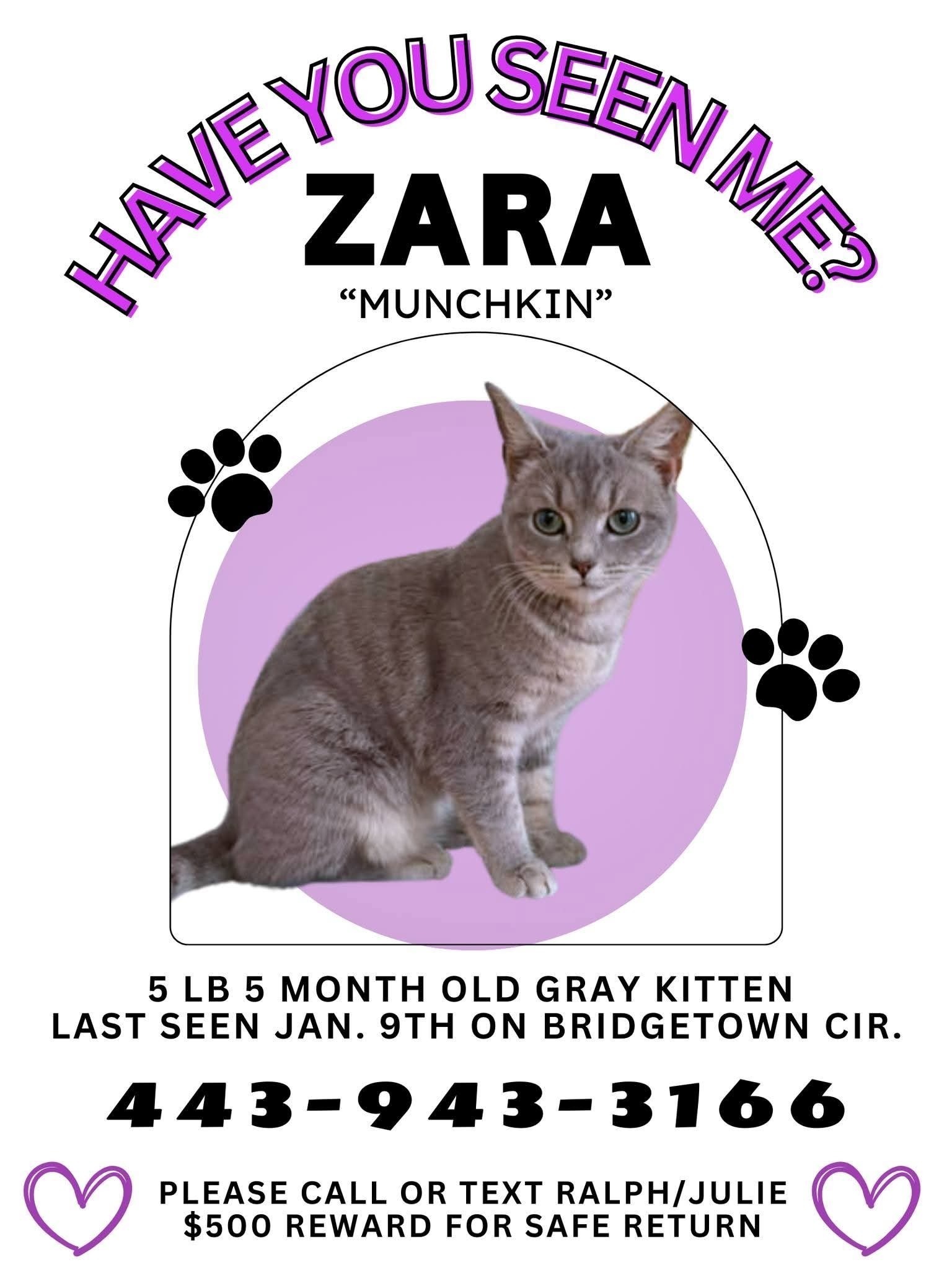 Lost Gray Kitten Zara in Chester, VA