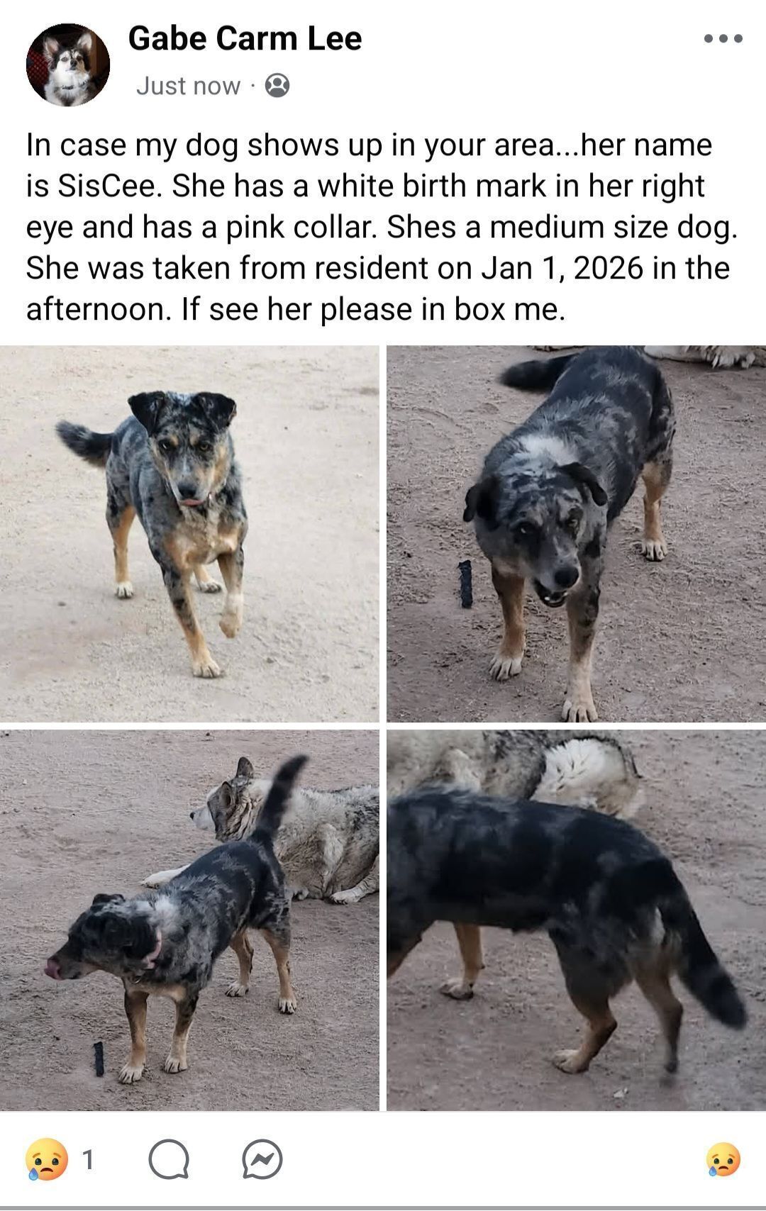 Lost Heeler Mix: SisCee Needs Your Help!