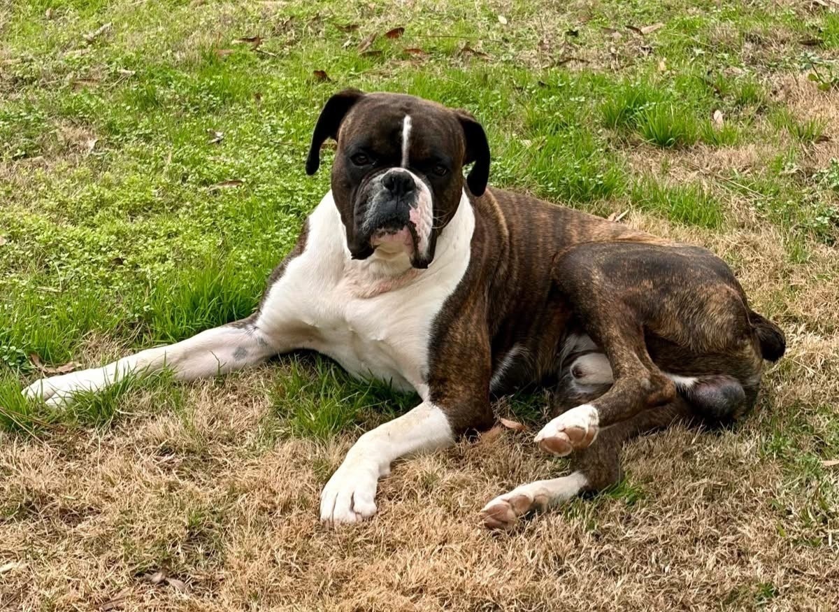 Lost Brindle Boxer on Lake Road, Pelahatchie