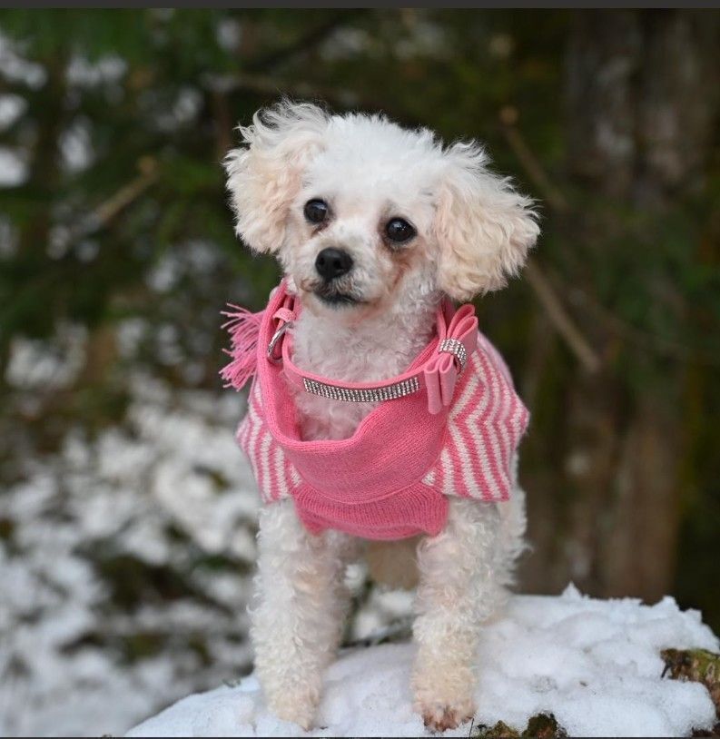 Lost: Small White Dog Near Cherry Lane