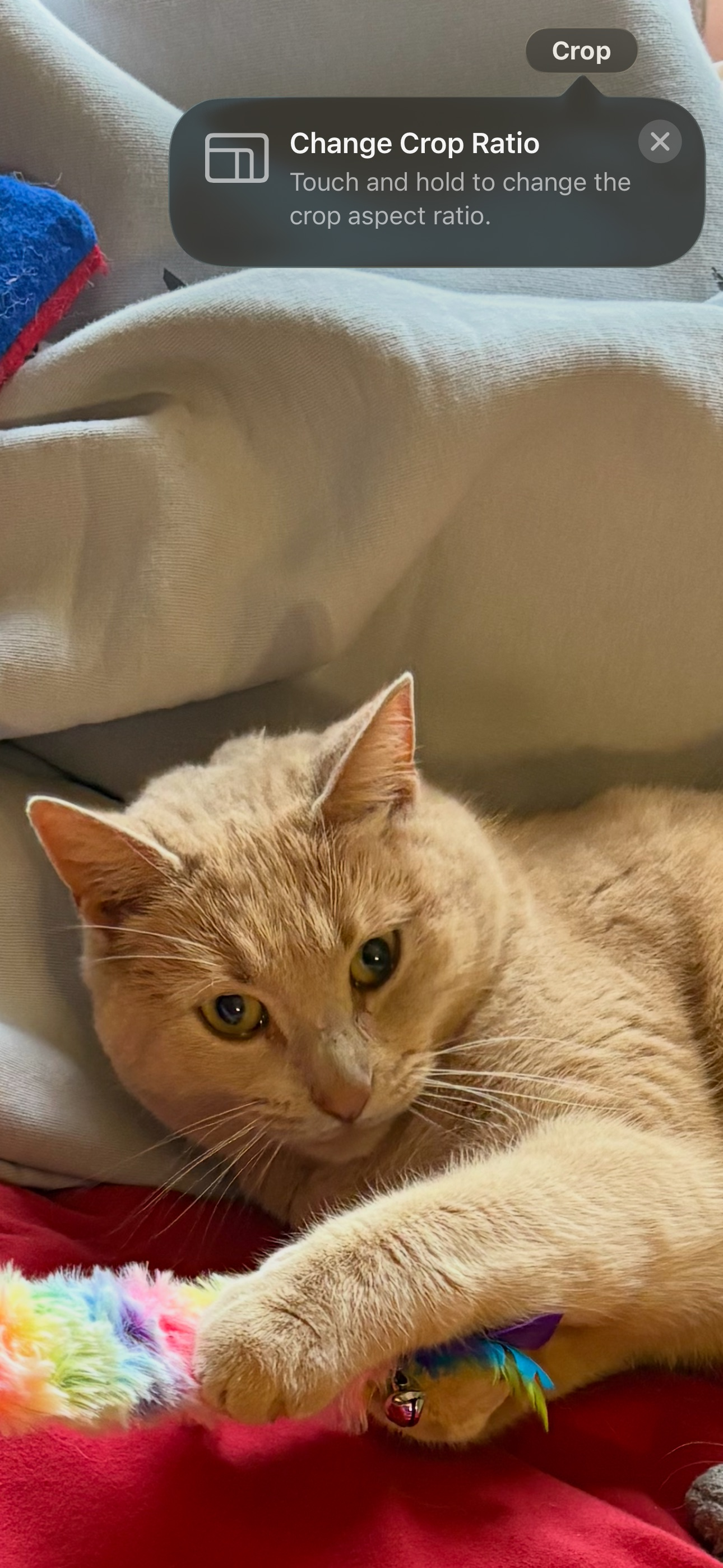 Missing Light Orange Tabby in Smyrna