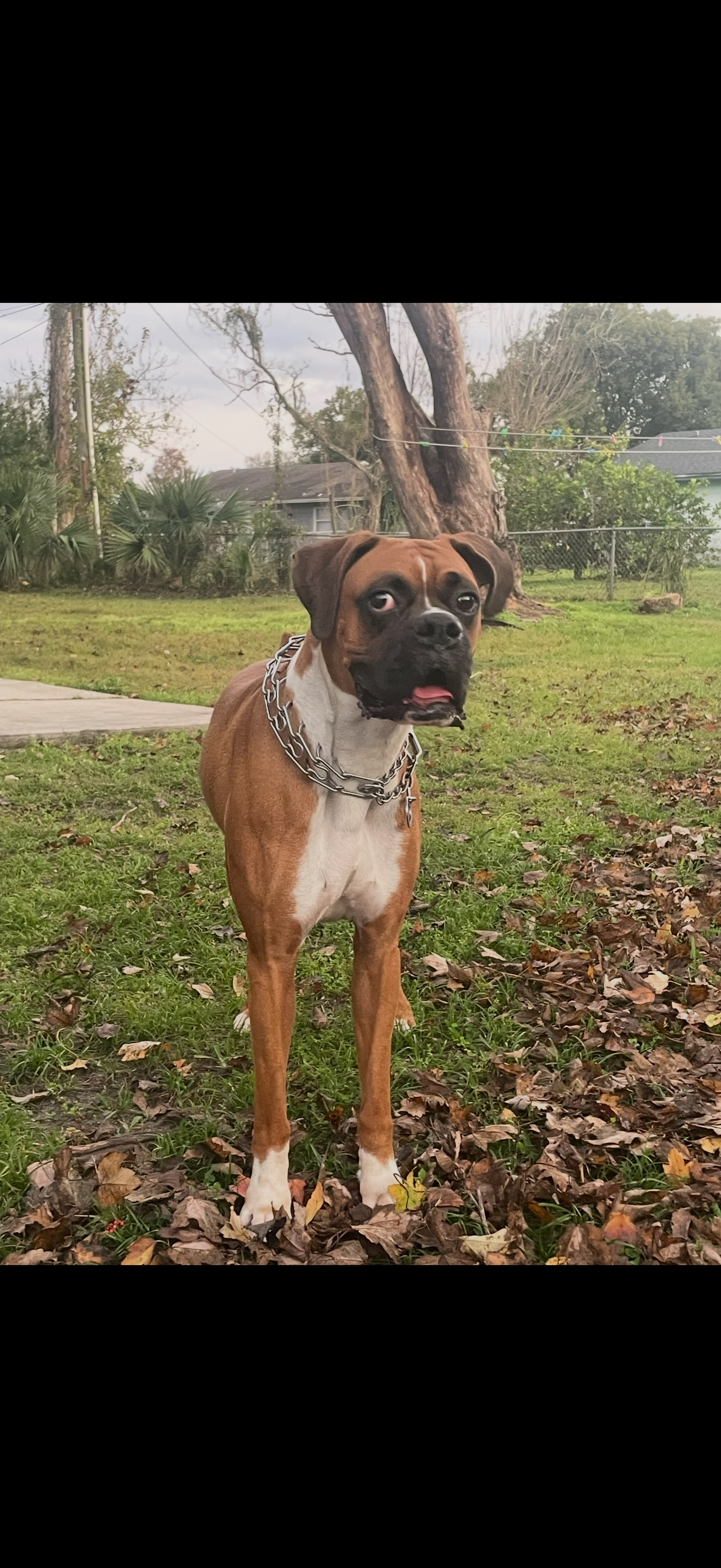 Lost dog, Orlando