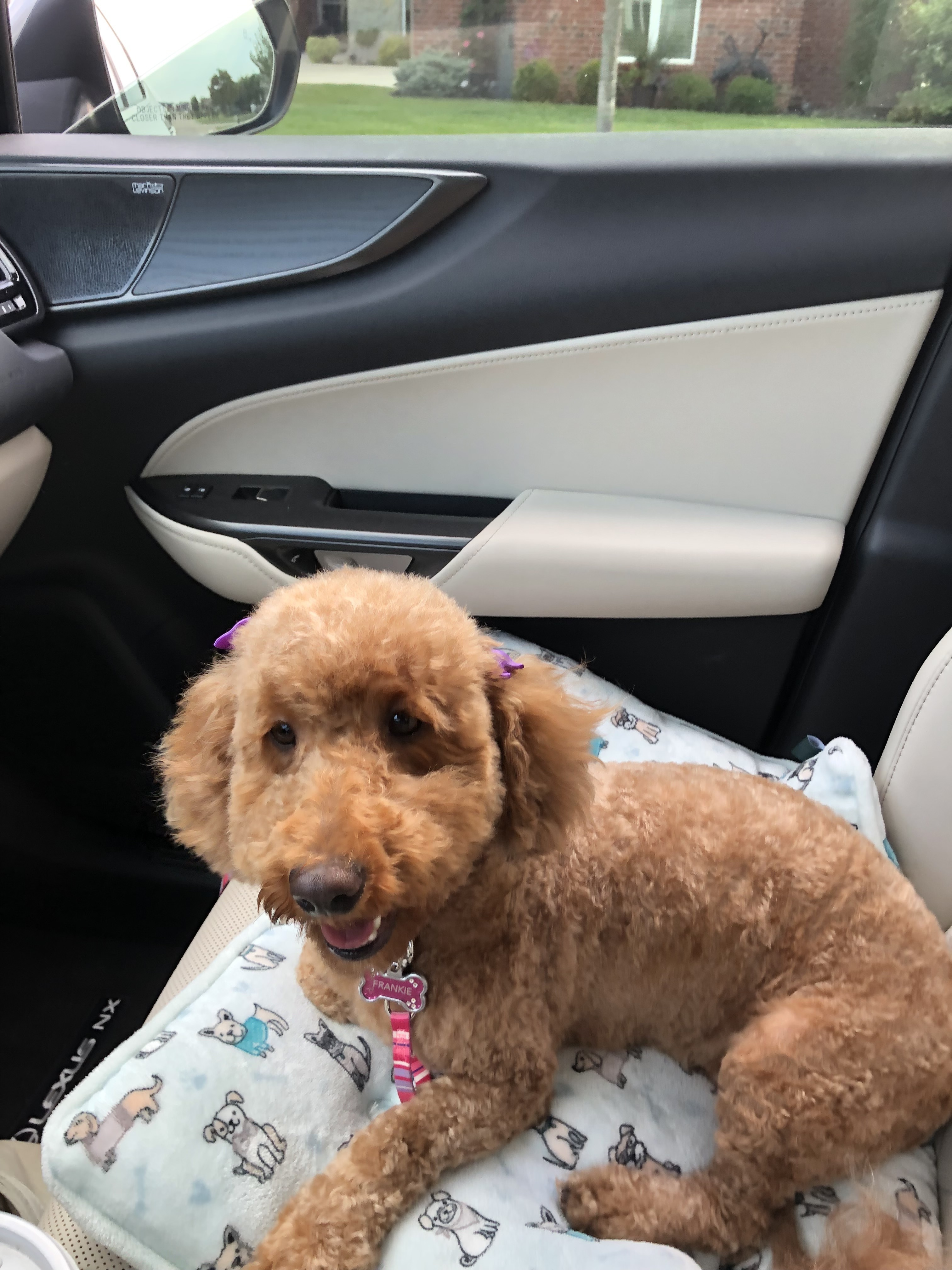 Lost Shy Dog Near North Greenwich Rd