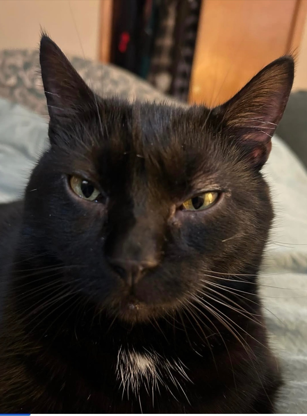 Lost Bombay Cat: Black with White Patch