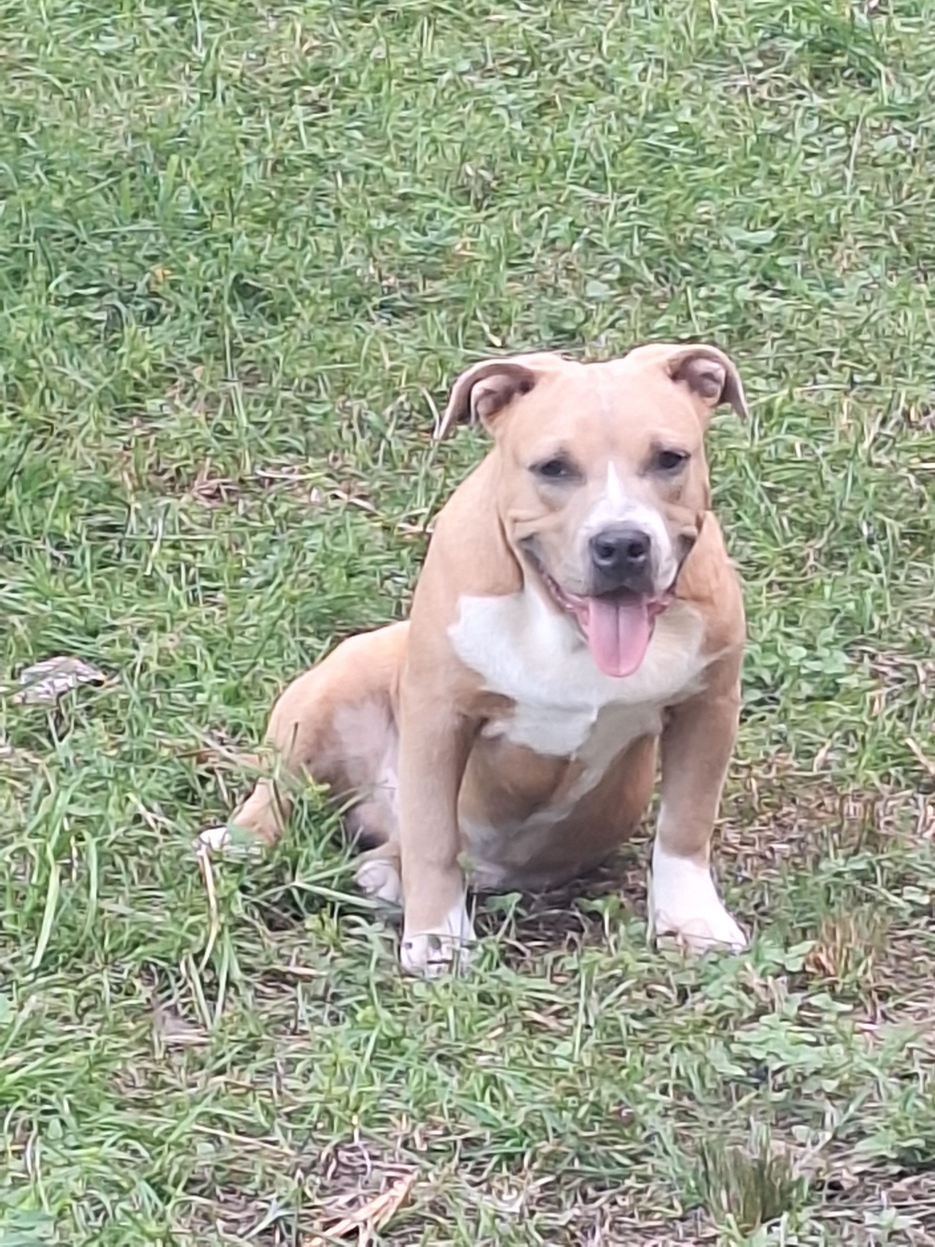 Lost: Sweet Blue Fawn Dog in Houston