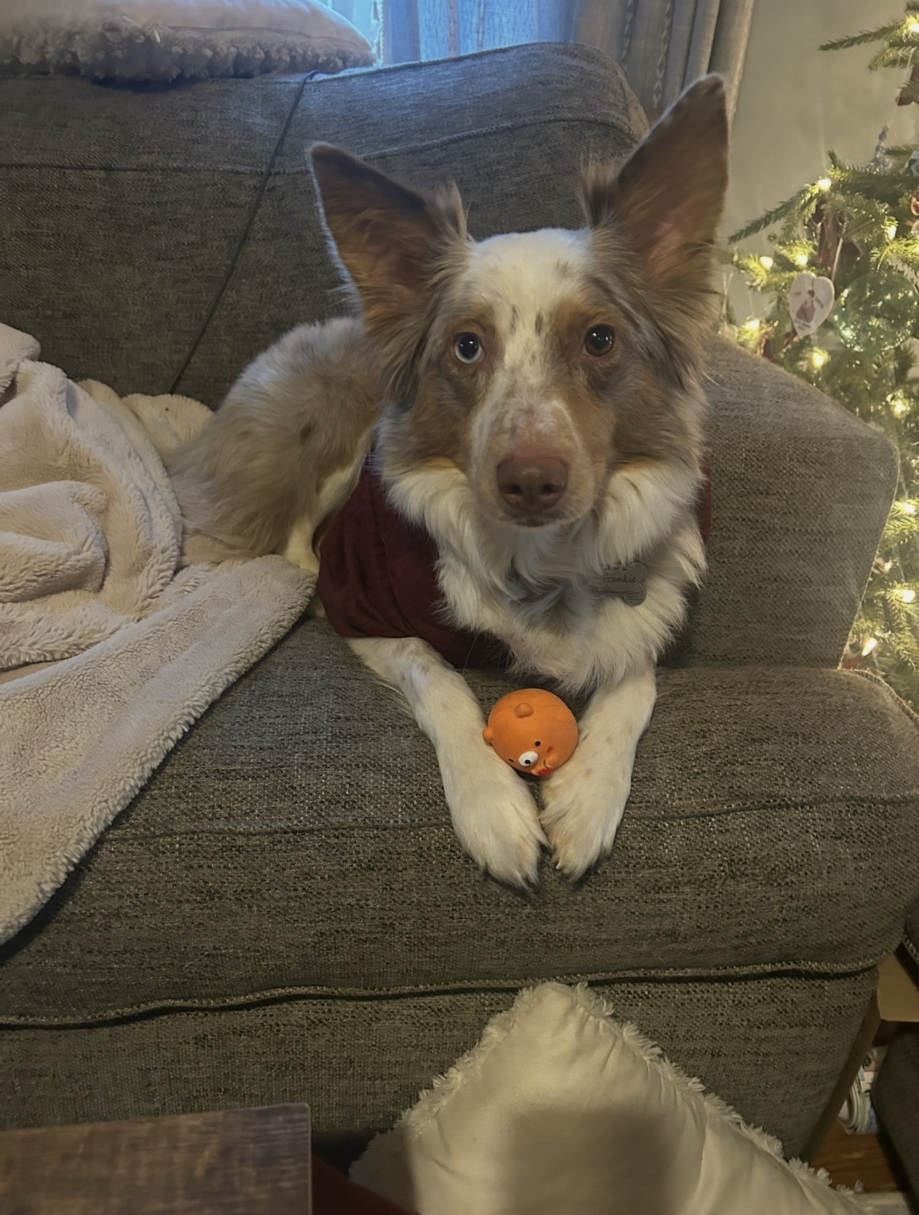 Lost Red Merle Aussie on Harding St