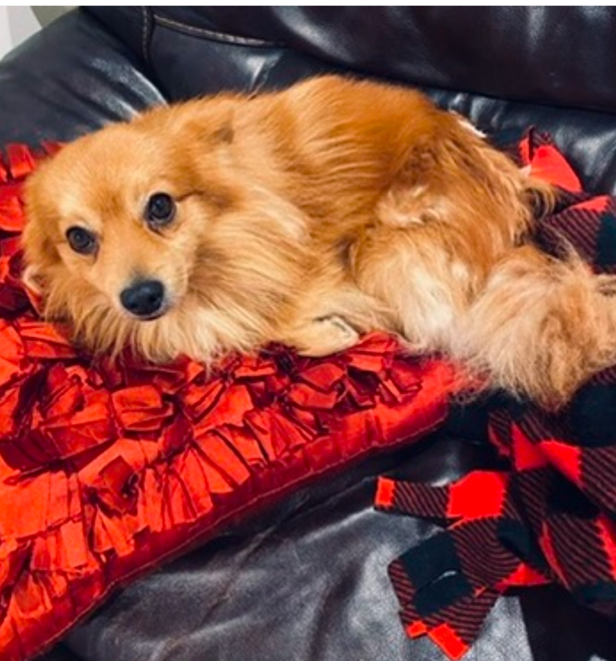 Lost Pomeranian in Goshen, Utah