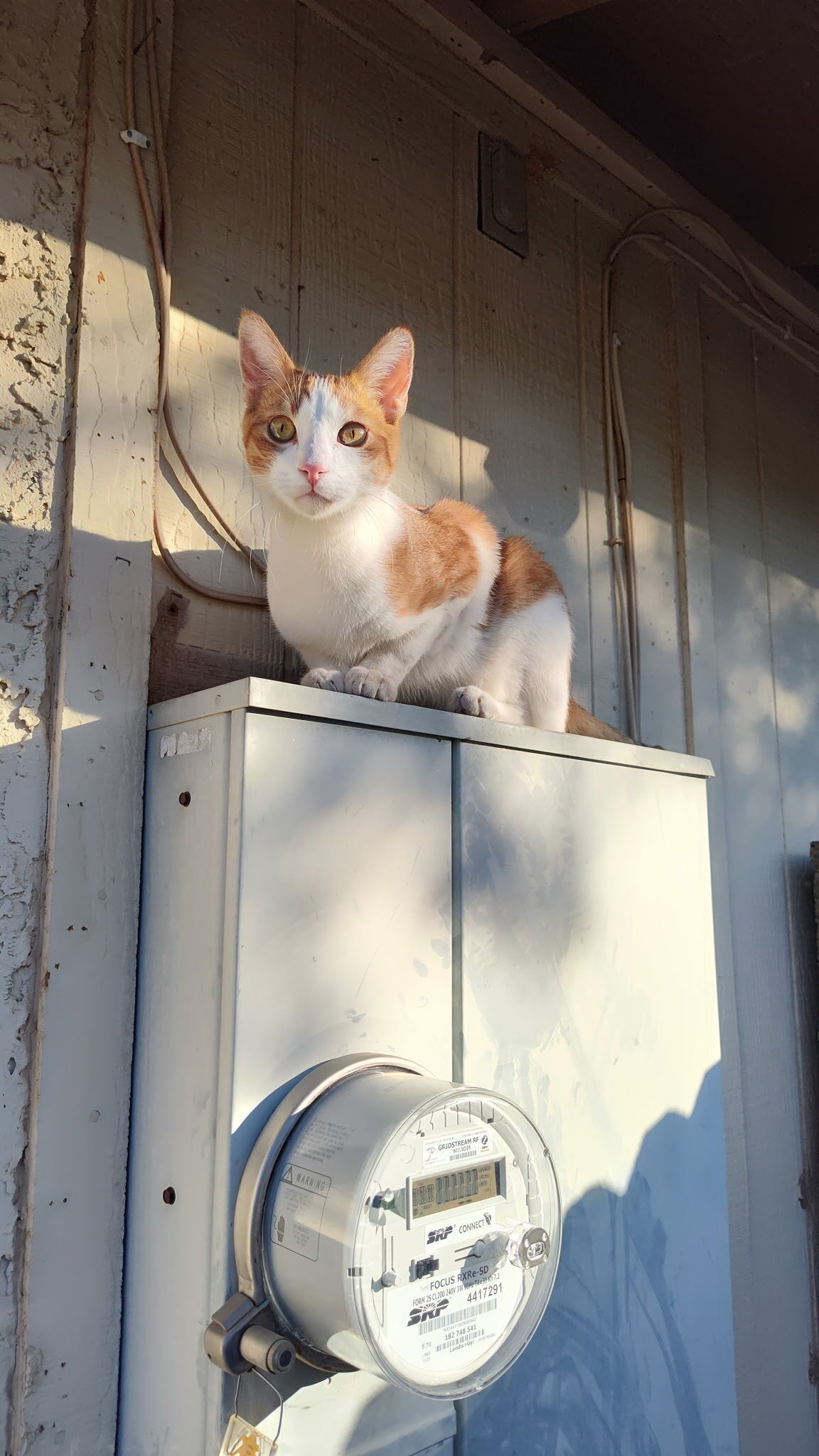 Lost Friendly Cat: West Venus Way, Chandler