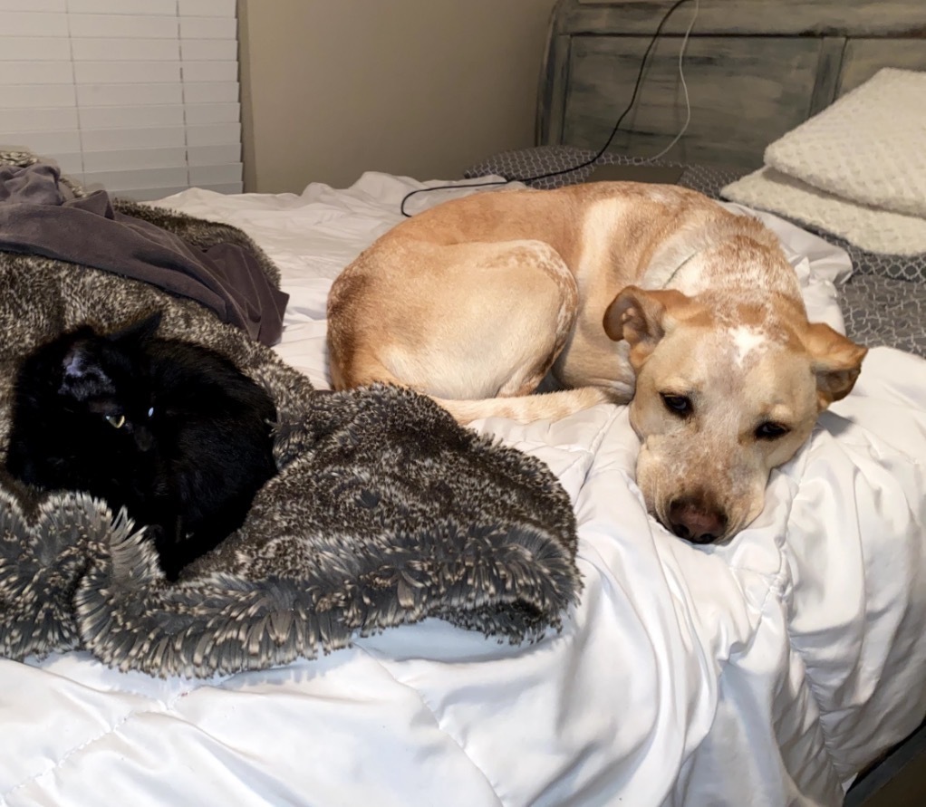 Lost Sweet Yellow Dog: Jumps Fences!