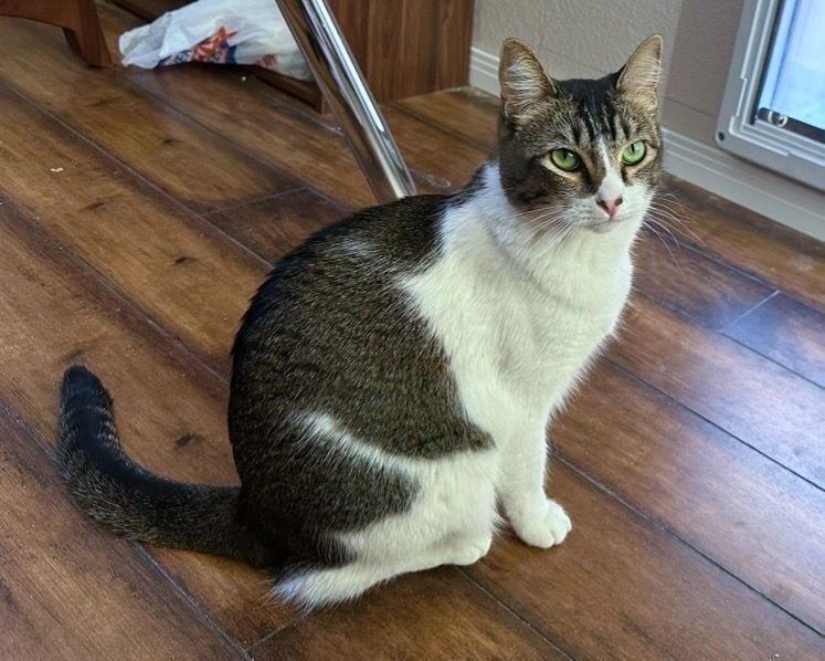 Lost Cat: Friendly Black & White Beauty