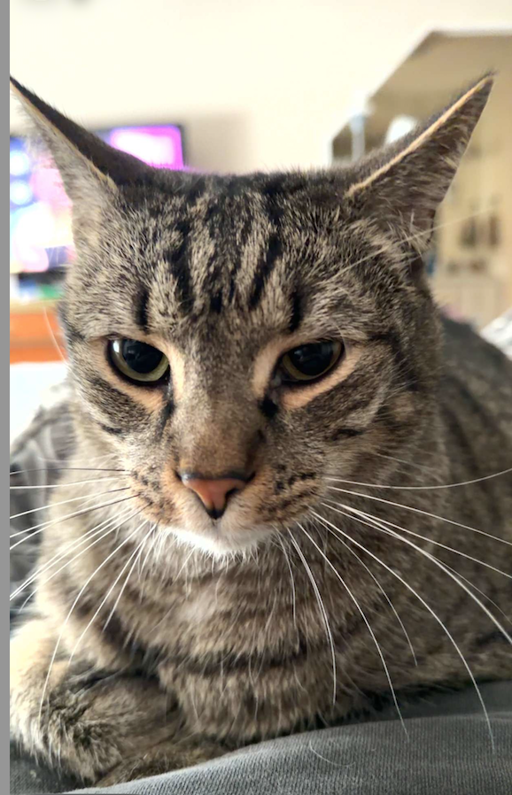 Lost Grey/Black Tabbie in Sunnyvale