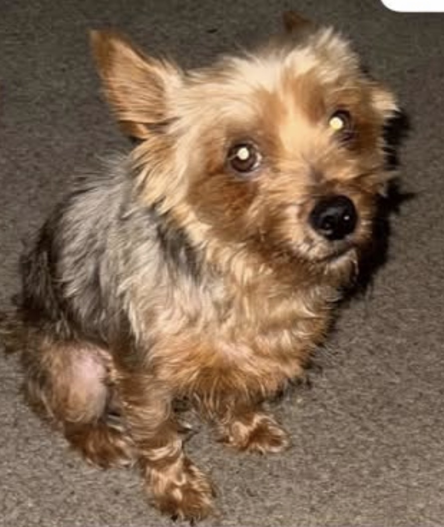 Lost Dog: Golden Brown on Hirschfield Rd