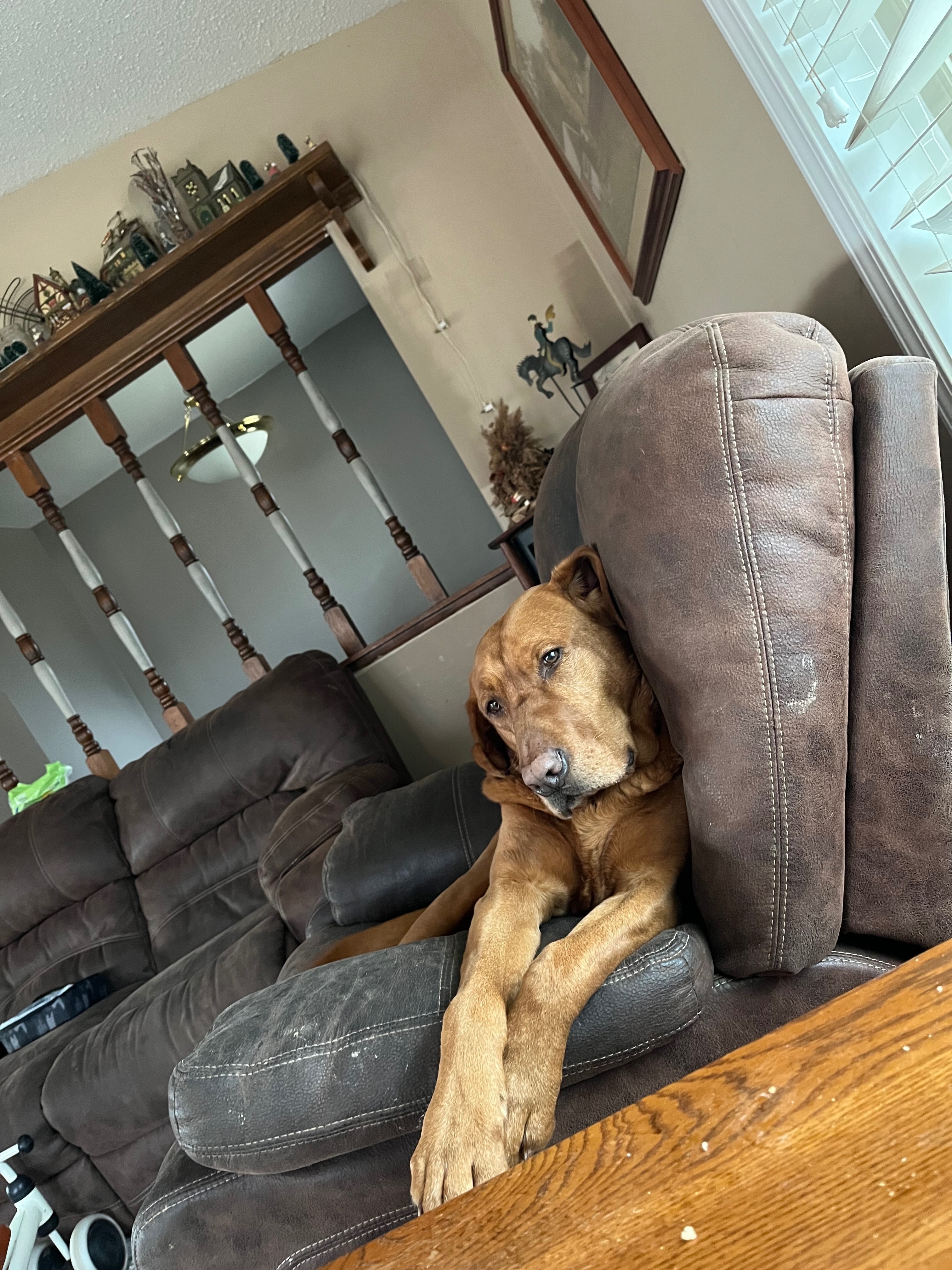 Lost Red Lab Tanner - Friendly Wanderer