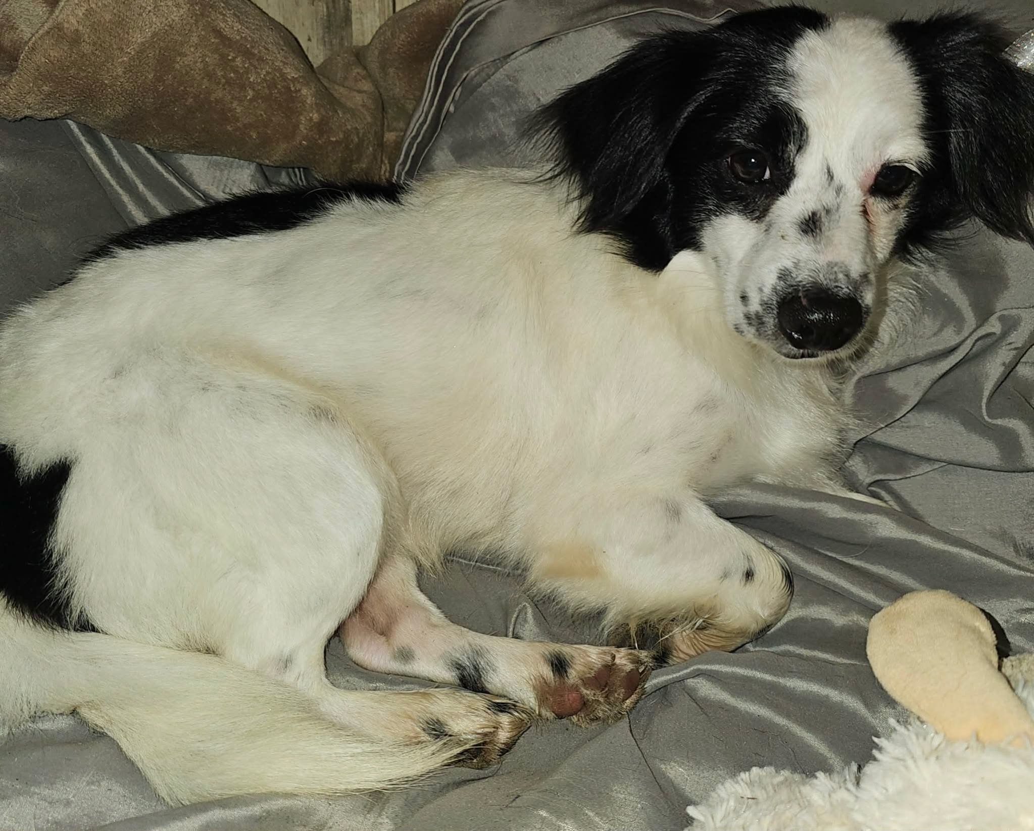 Lost Dog: Friendly Pup, White Fur, AR