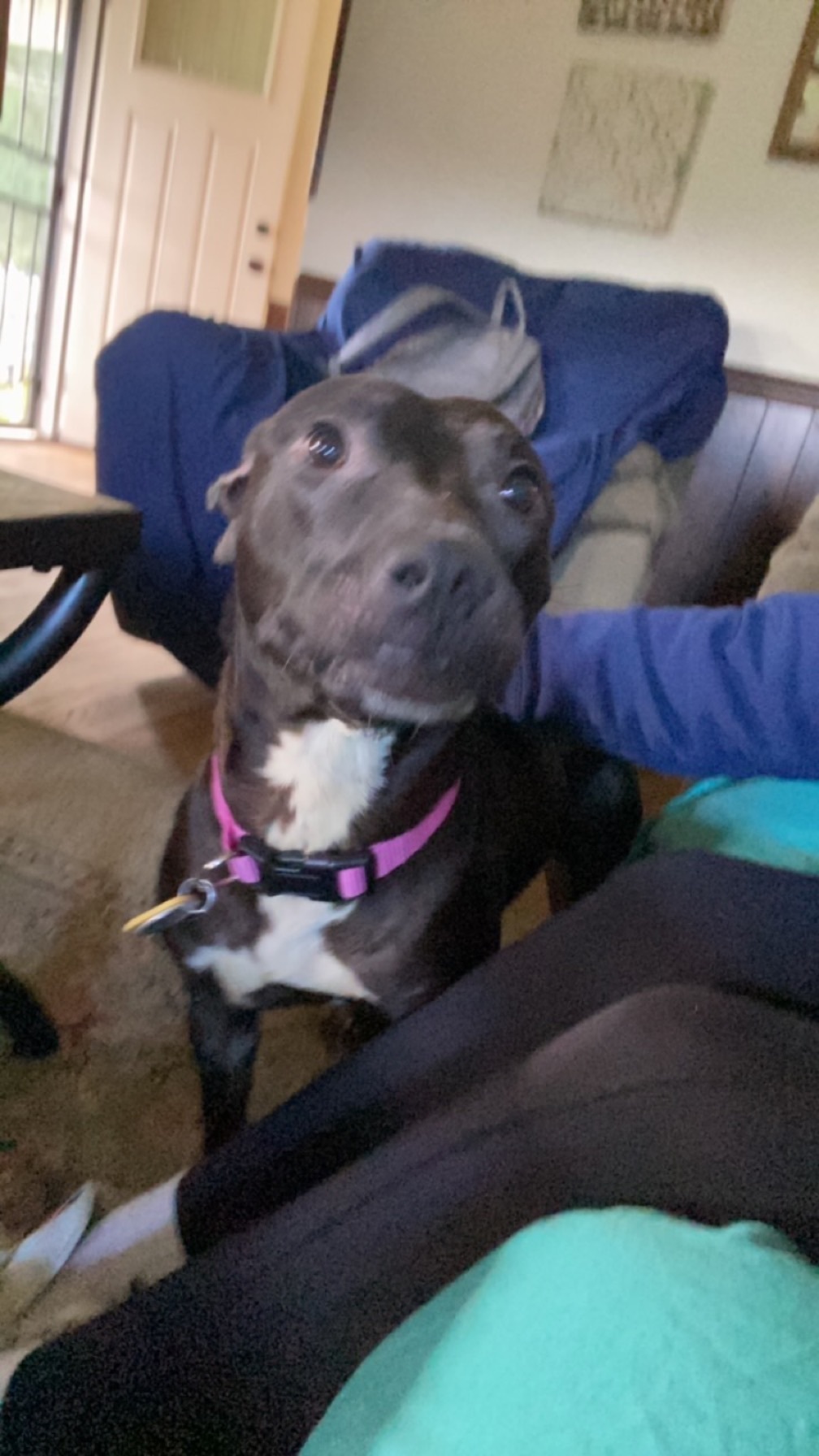Lost Black Pit Bull on Valley Rd, Berwick