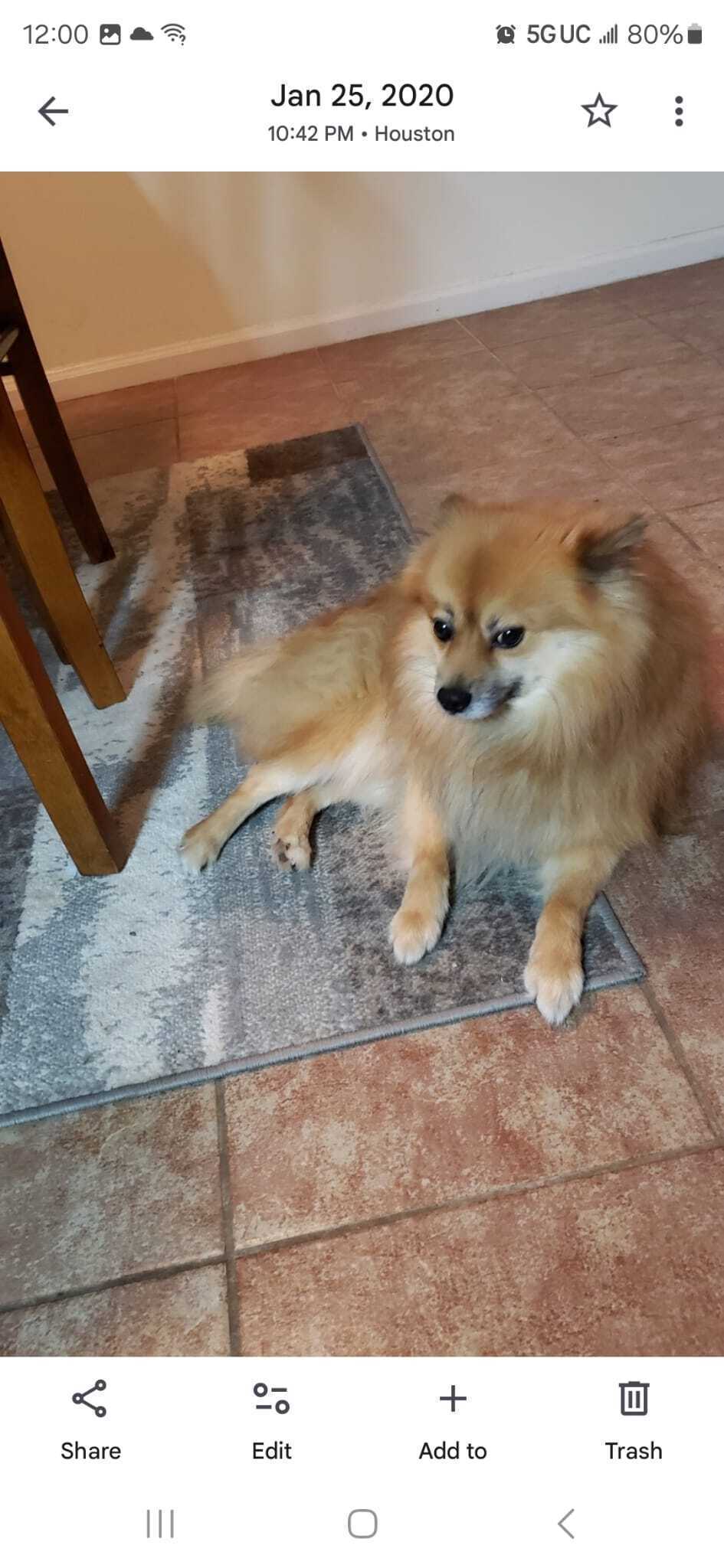 Lost 12-Year-Old Pomeranian: Sultan