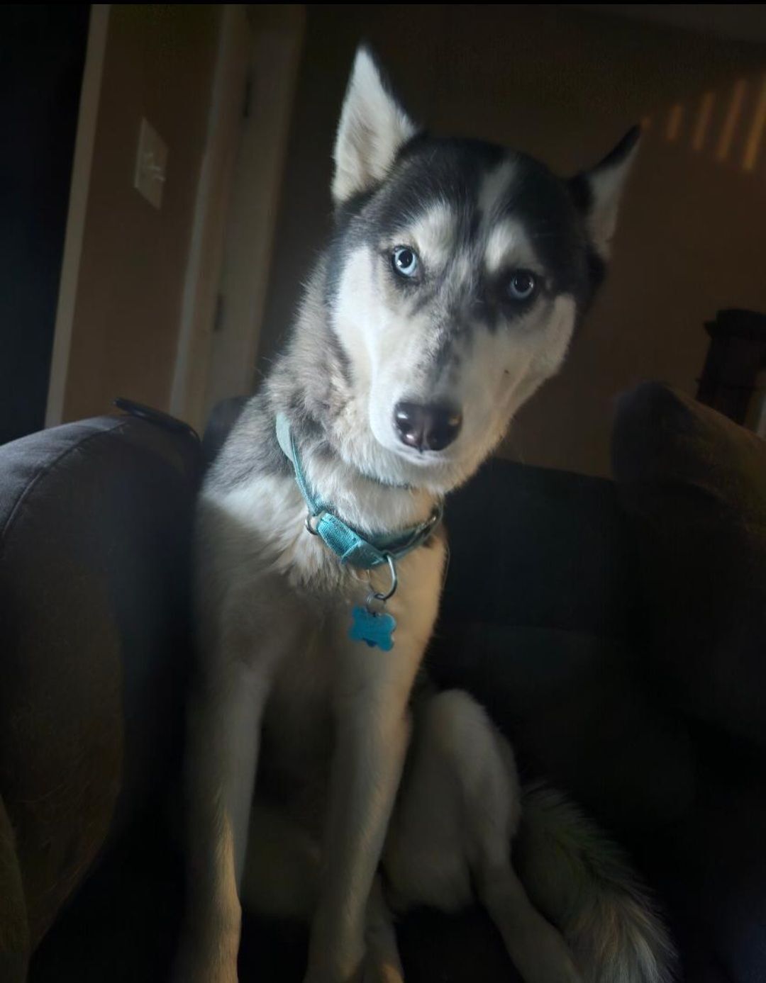 Help Find Loony Luna: Lost Dog in Baltimore