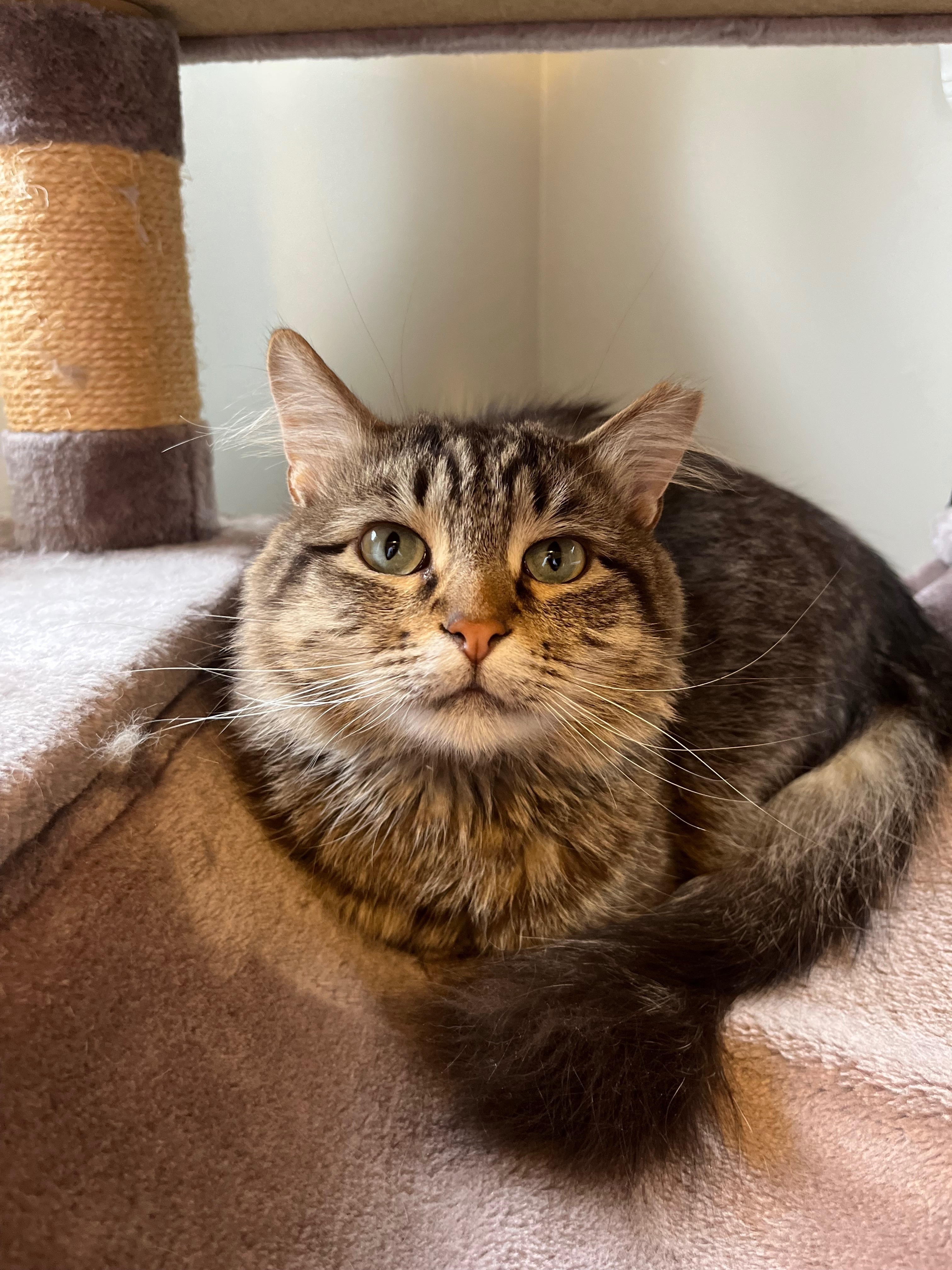 Lost Tabby Cat: Nassau St, Clark