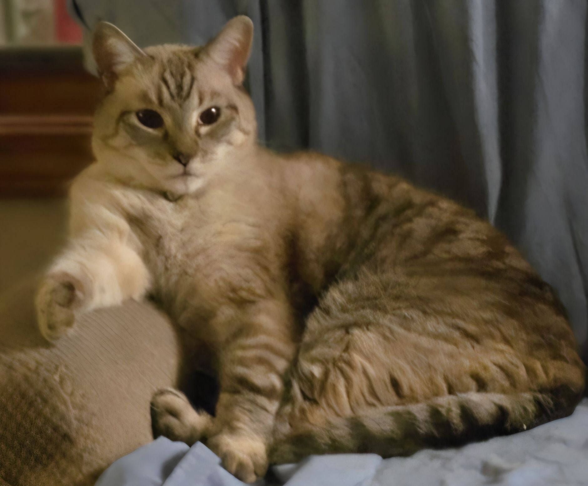 Lost Tan Cat: Reward Offered, Bolivar