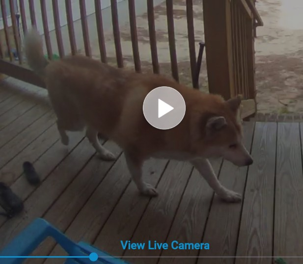 Found: Large Fluffy Dog on Jules Rd - photo