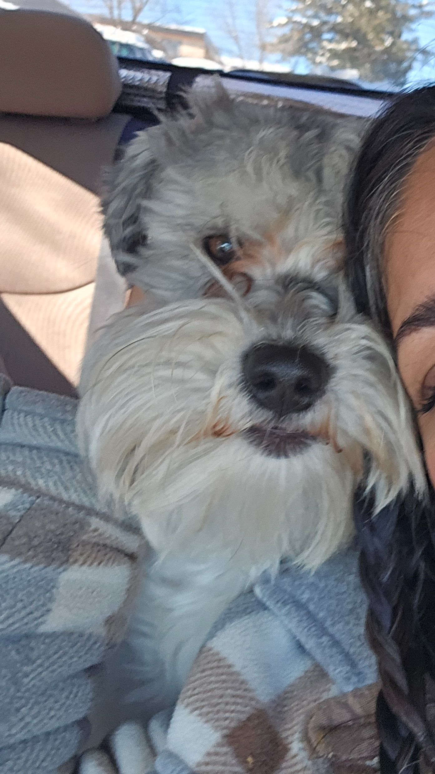 Help Find Bruno: Small Fluffy Dog Lost