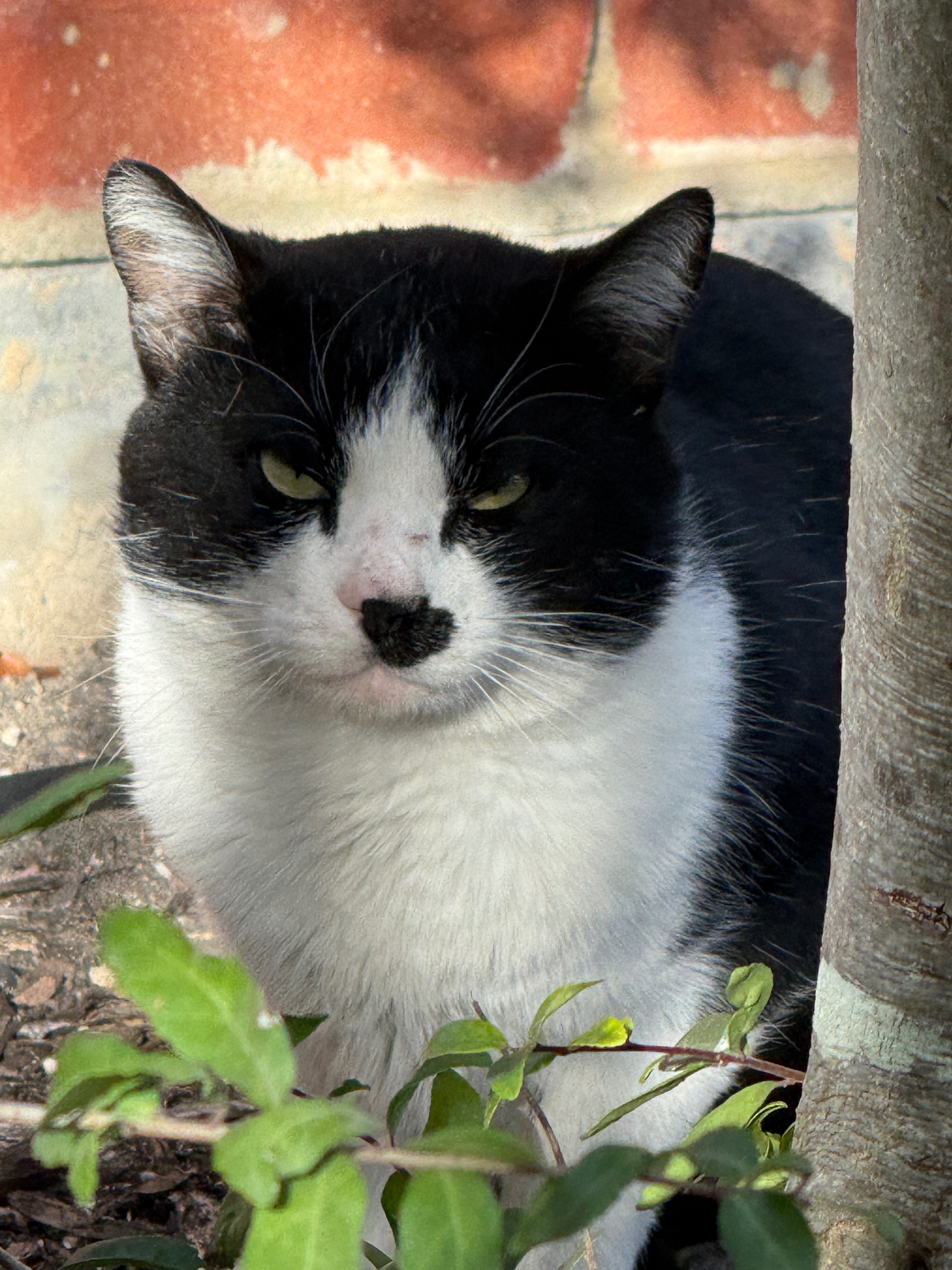Found Cat: Black & White, Mustache Mark