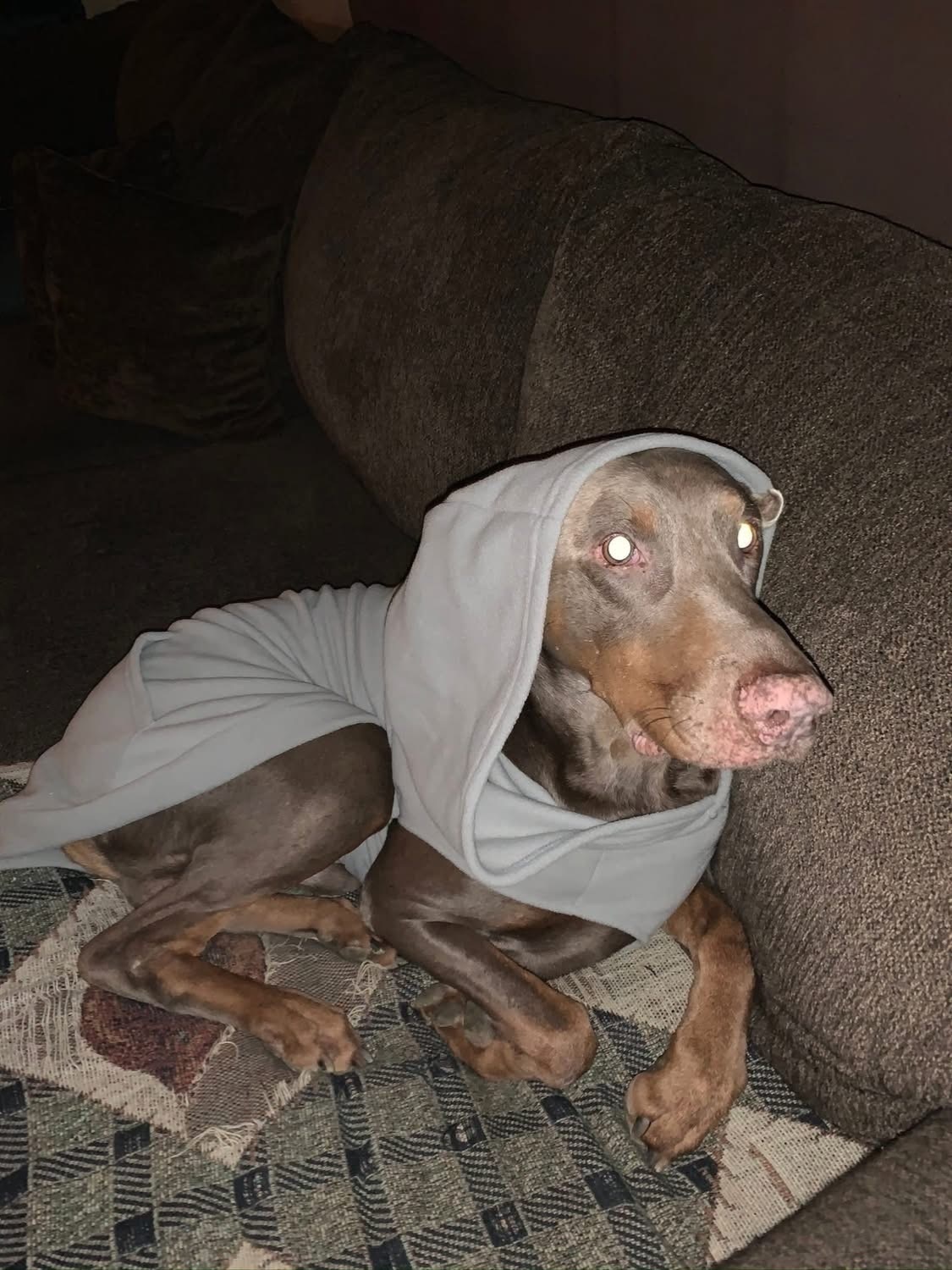 Lost Fawn Dog with Unique Ears on Nottaway